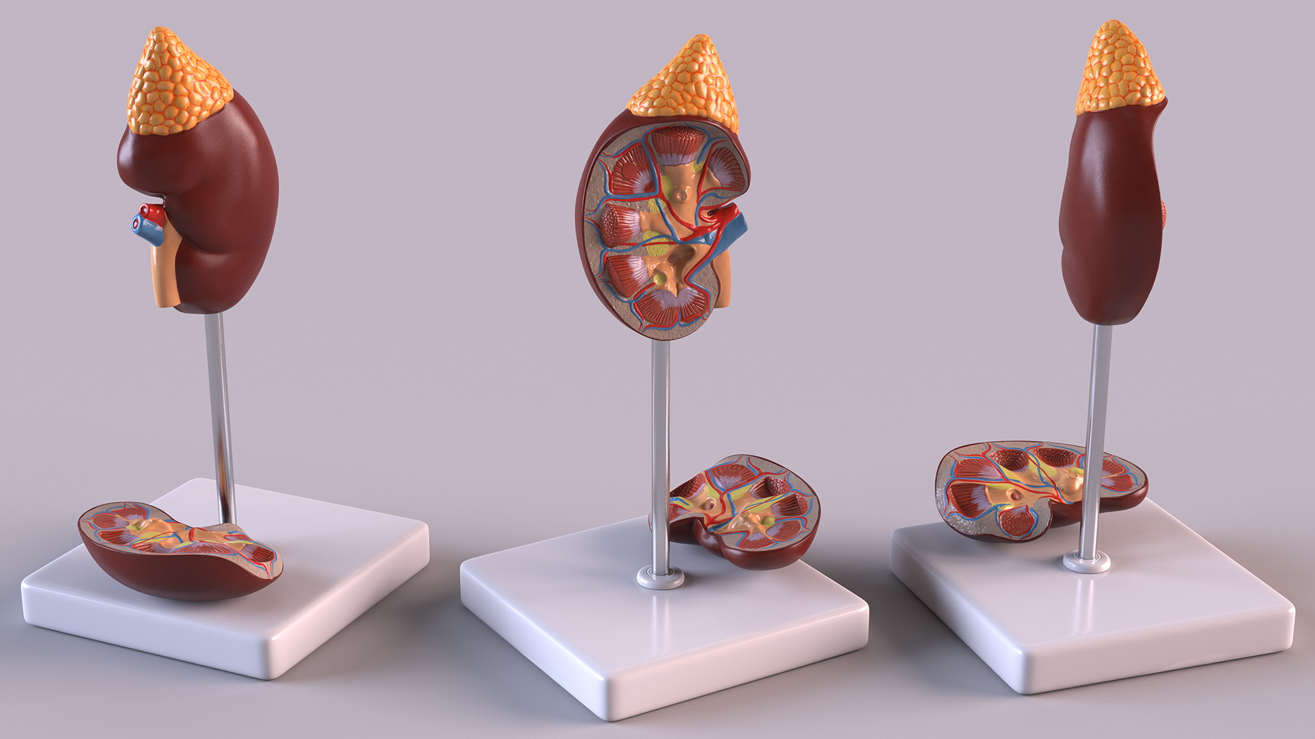 3D Kidney Anatomical Model model