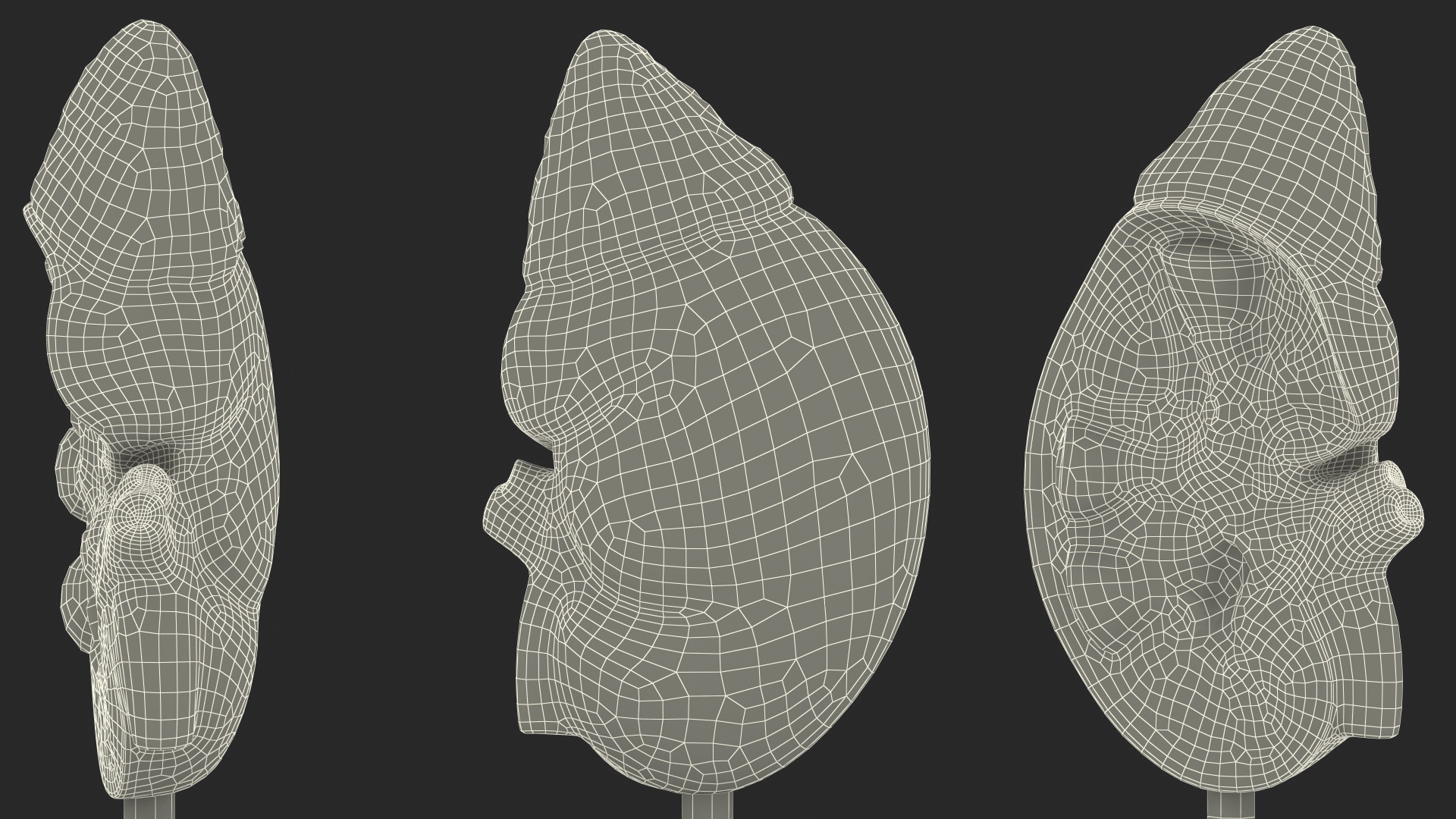 3D Kidney Anatomical Model model