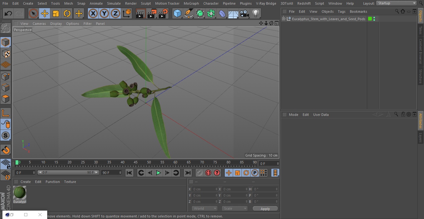 3D Eucalyptus Stem with Leaves and Seed Pods