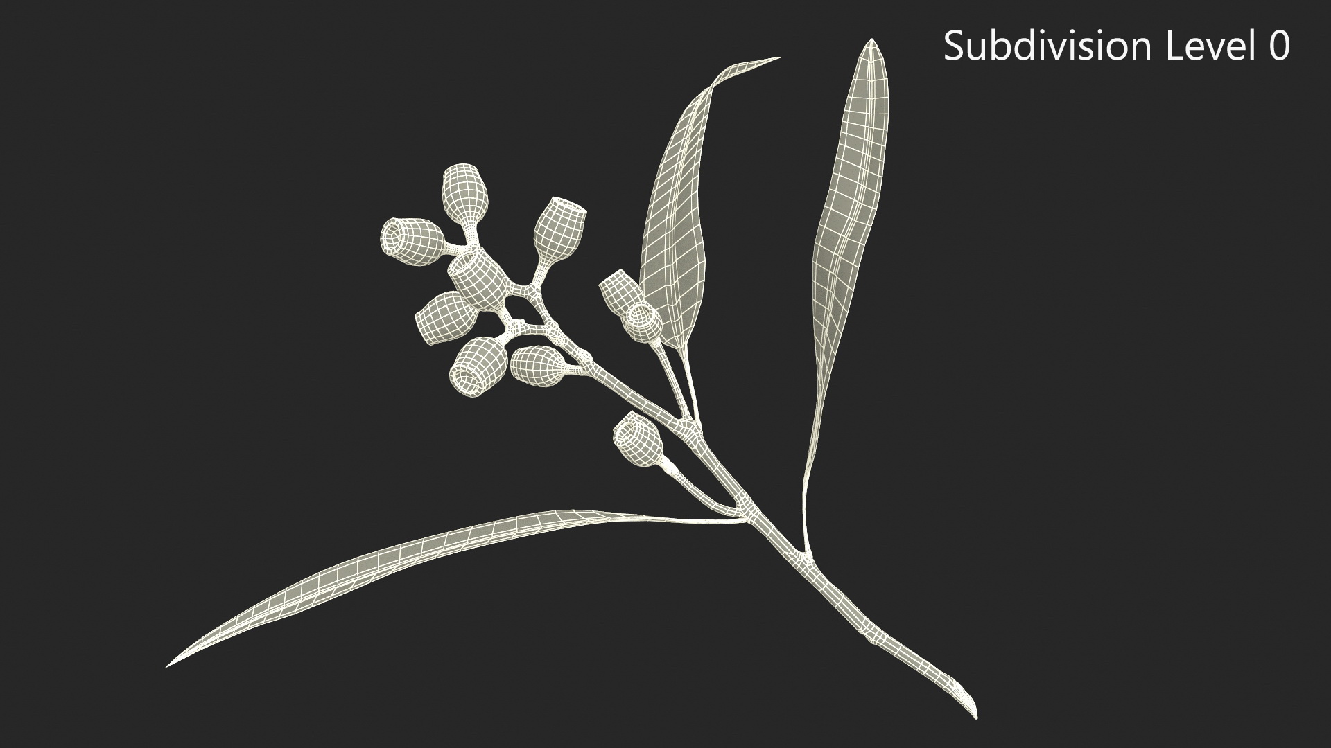 3D Eucalyptus Stem with Leaves and Seed Pods