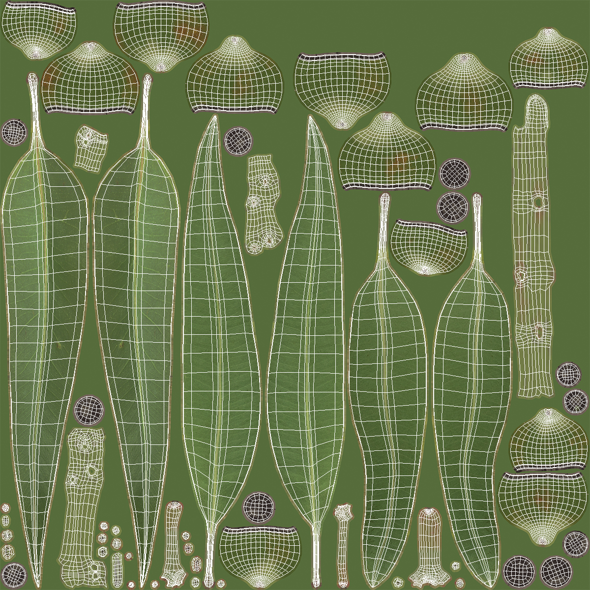 3D Eucalyptus Stem with Leaves and Seed Pods