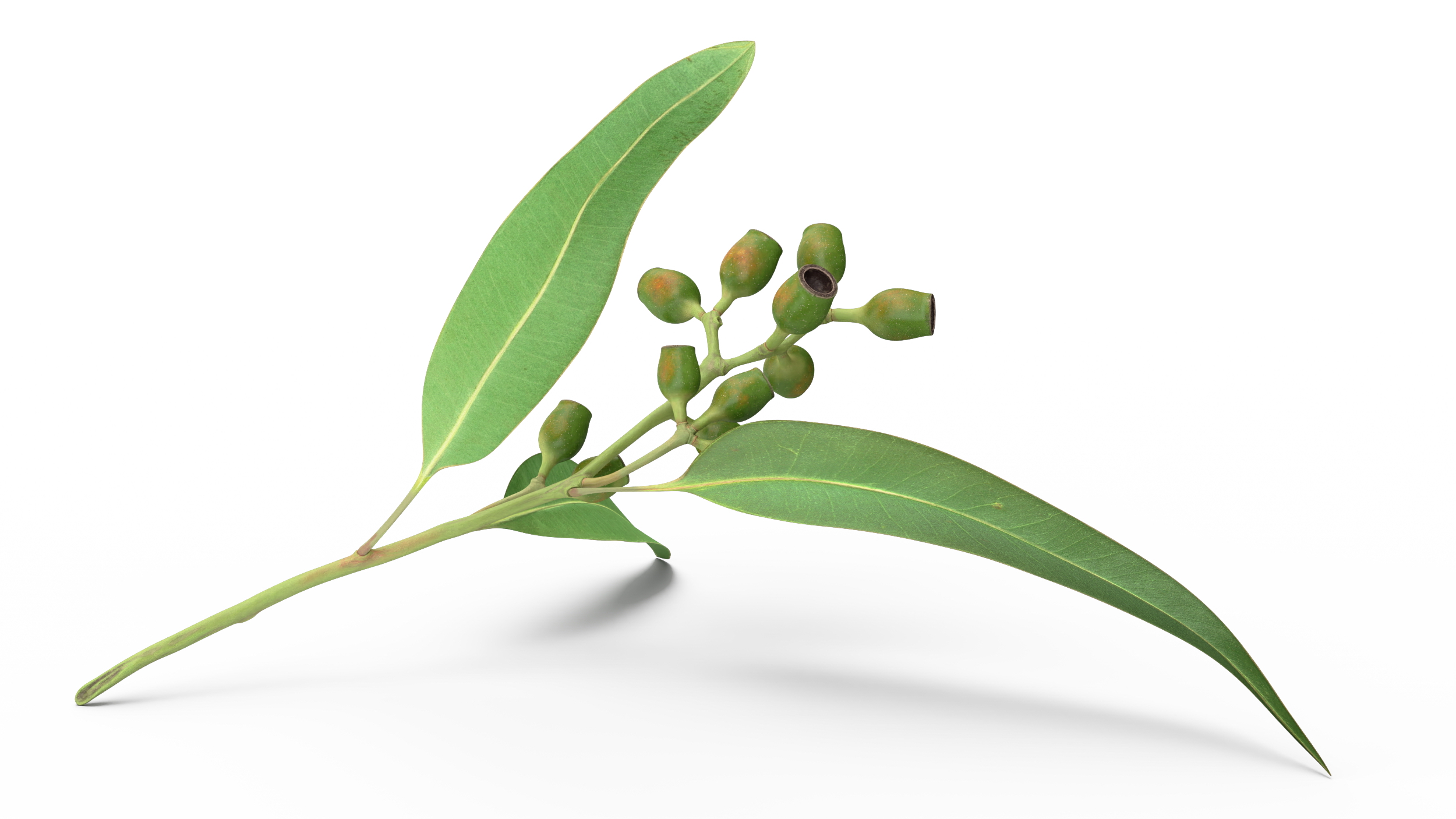 3D Eucalyptus Stem with Leaves and Seed Pods
