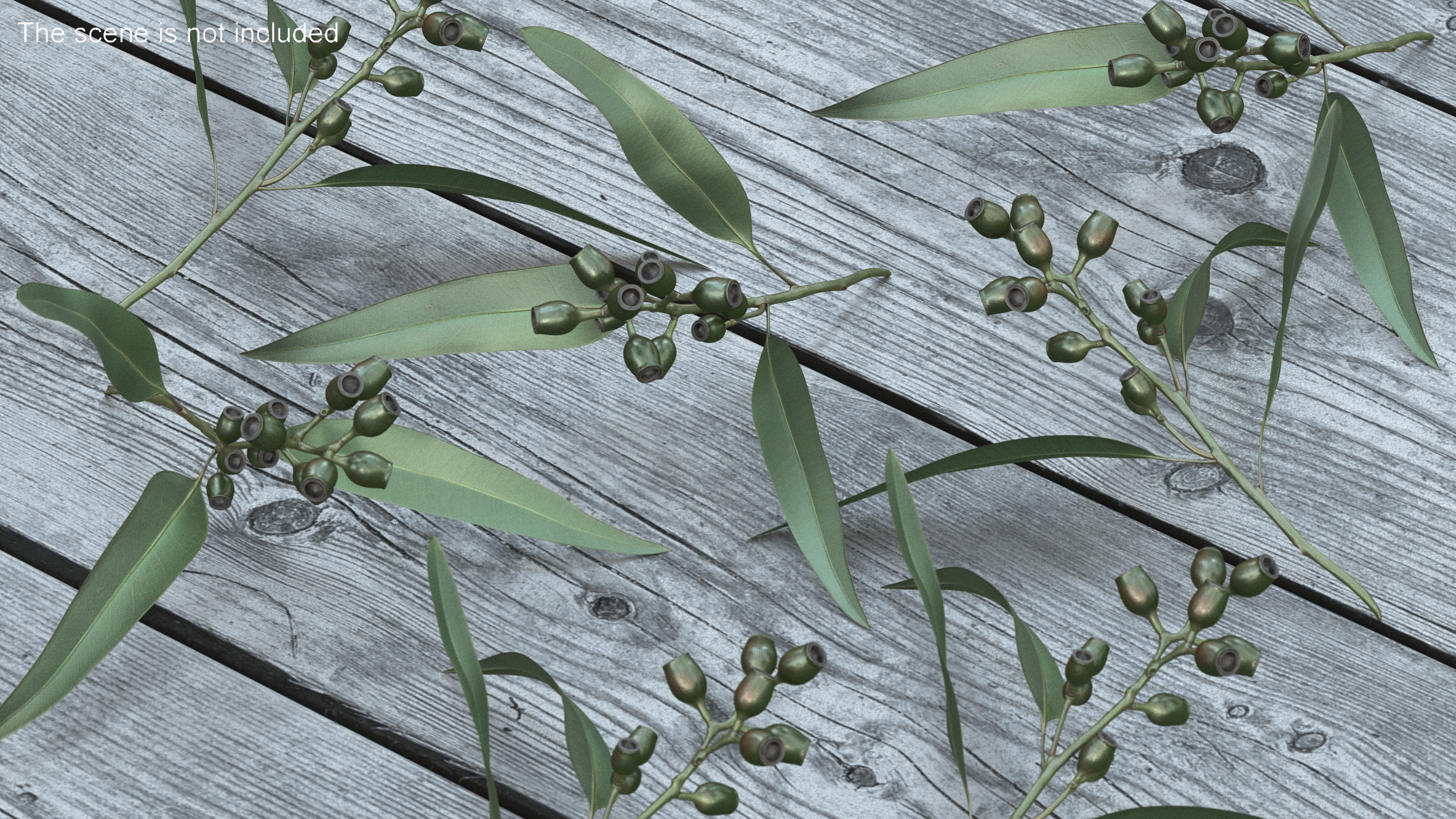 3D Eucalyptus Stem with Leaves and Seed Pods