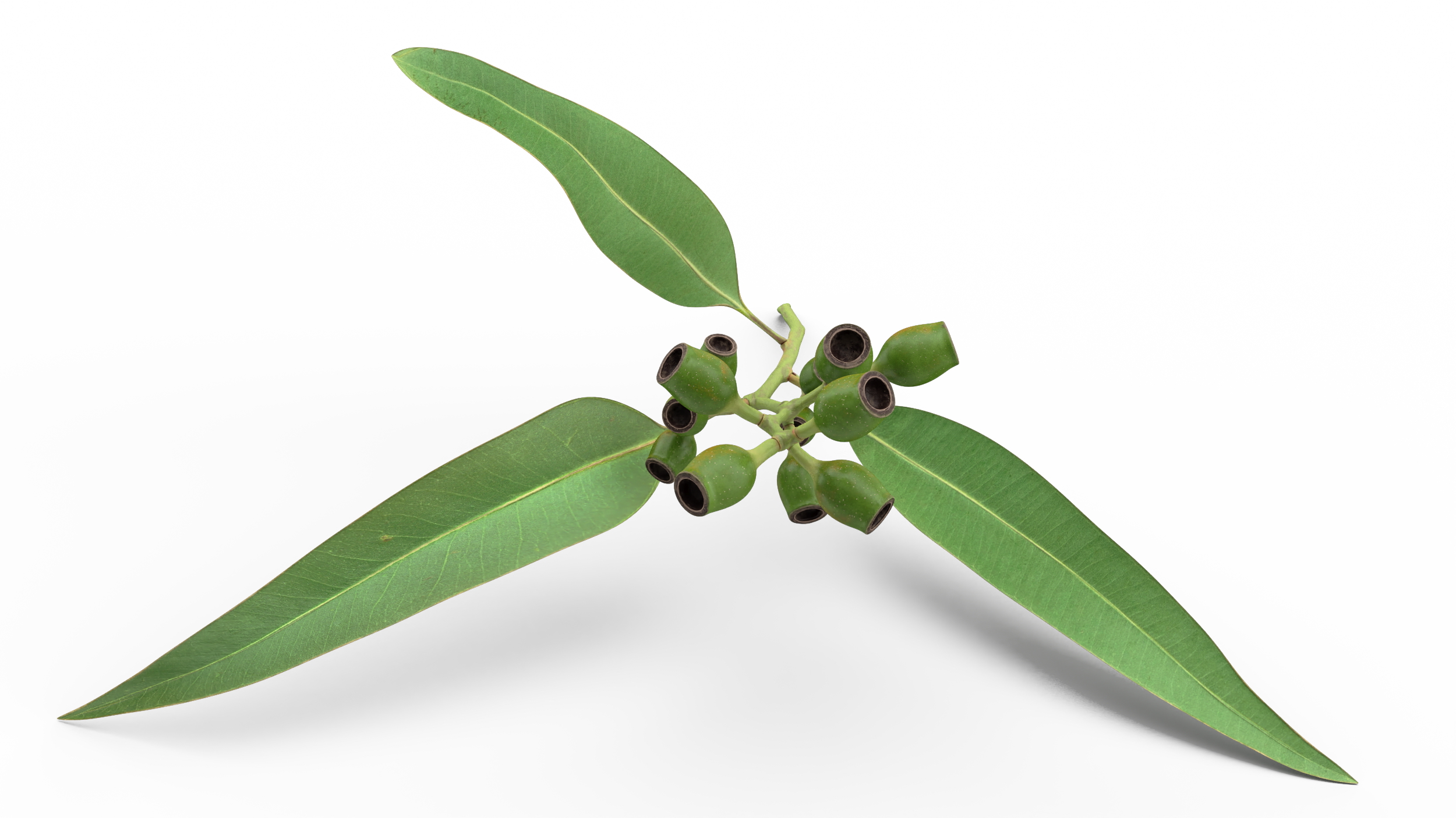 3D Eucalyptus Stem with Leaves and Seed Pods