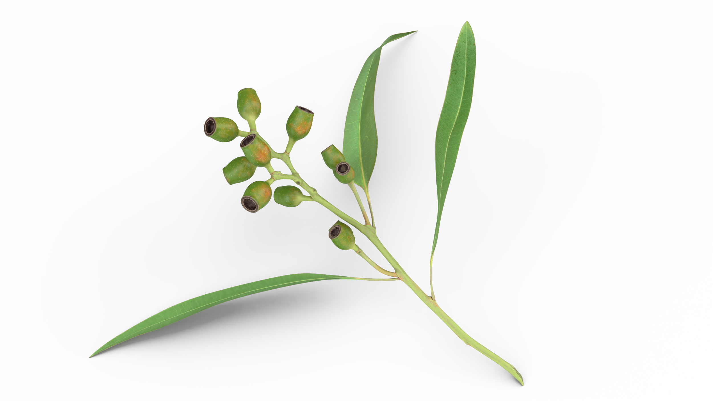 3D Eucalyptus Stem with Leaves and Seed Pods