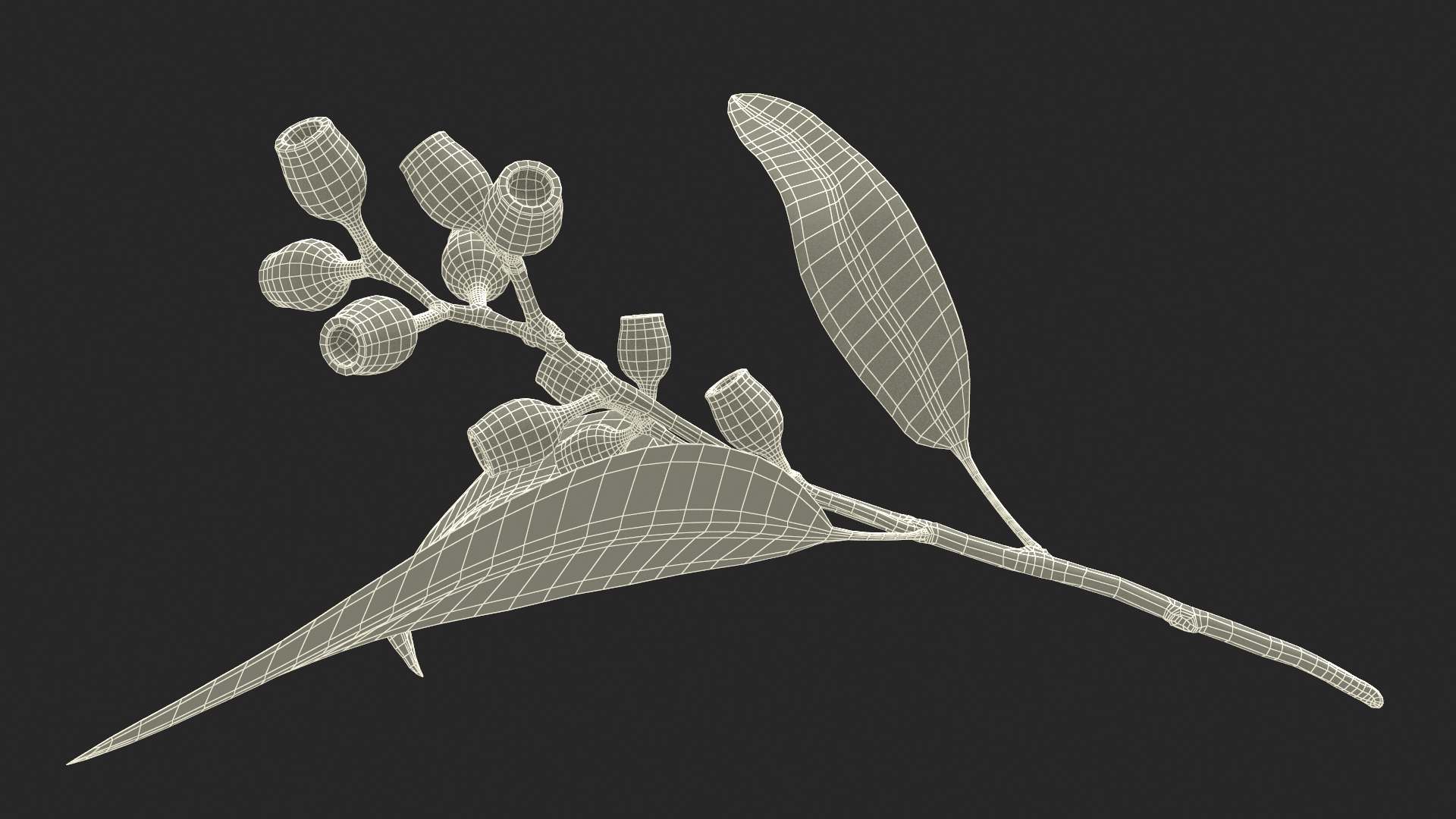 3D Eucalyptus Stem with Leaves and Seed Pods