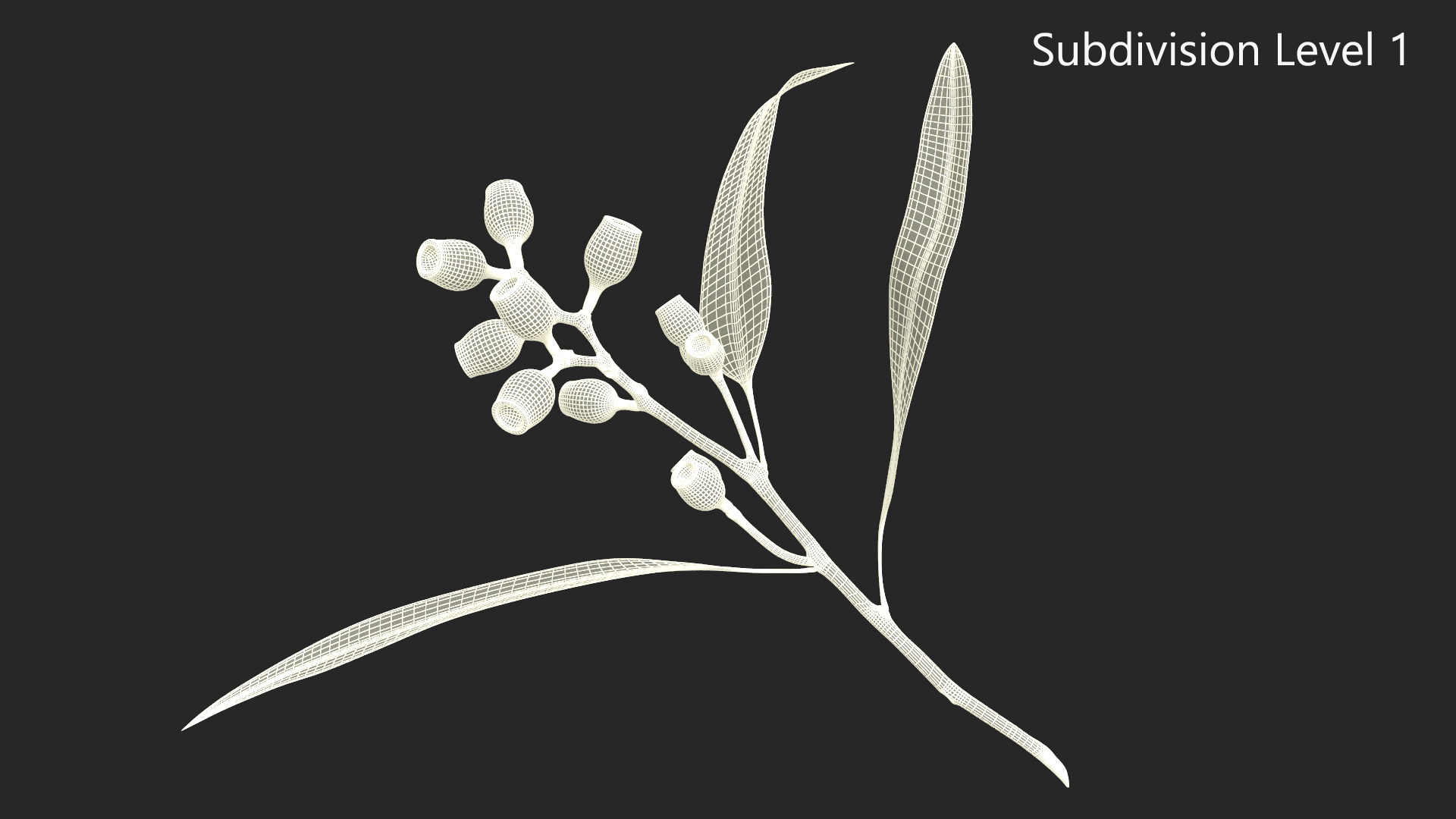 3D Eucalyptus Stem with Leaves and Seed Pods
