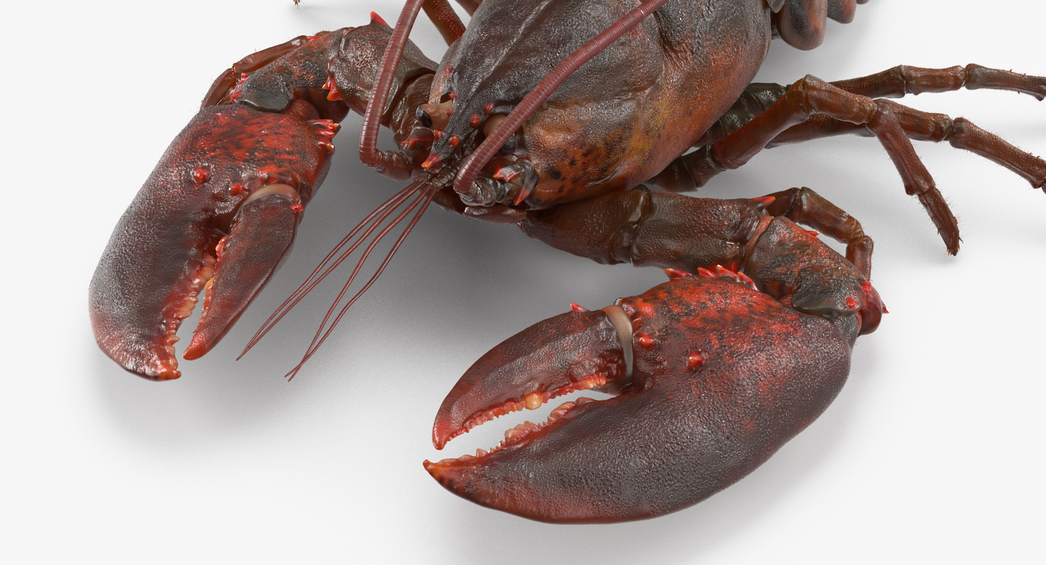 3D Lobster Pose 2 with Fur model