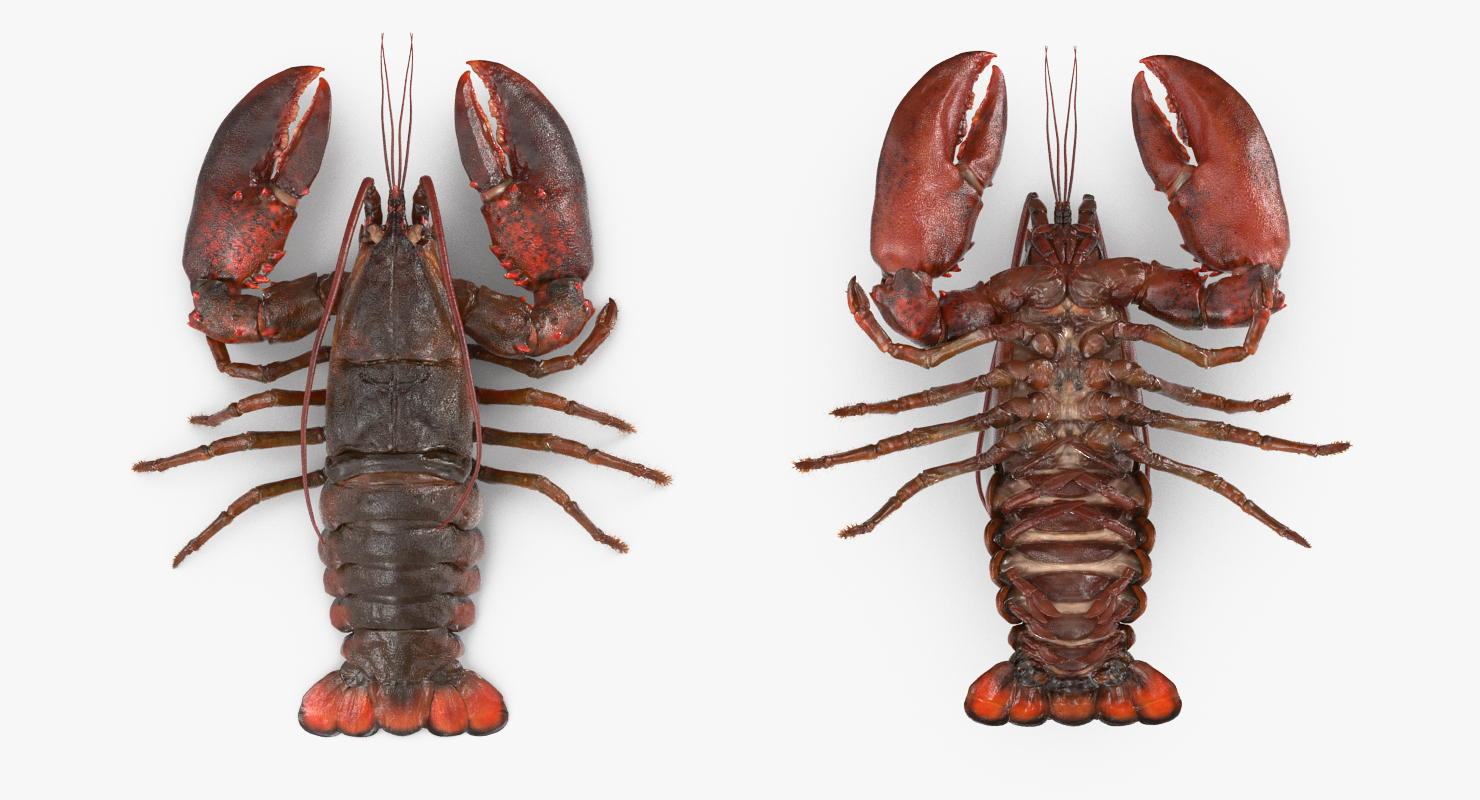 3D Lobster Pose 2 with Fur model