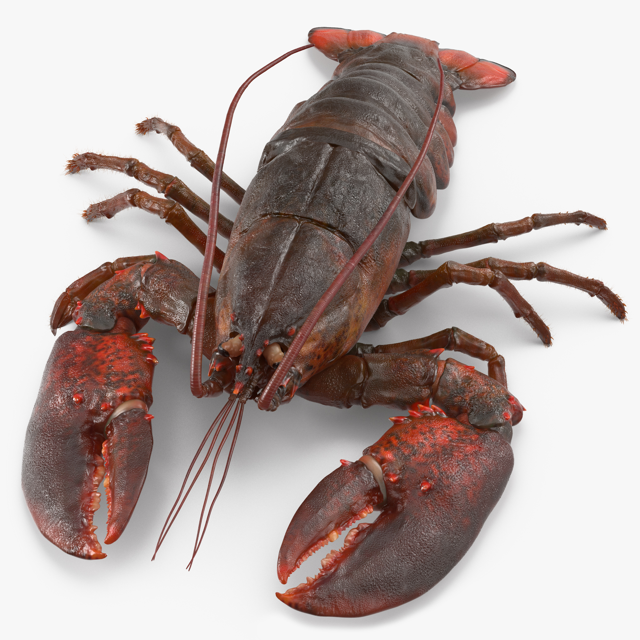 Lobster with Fur, view 5