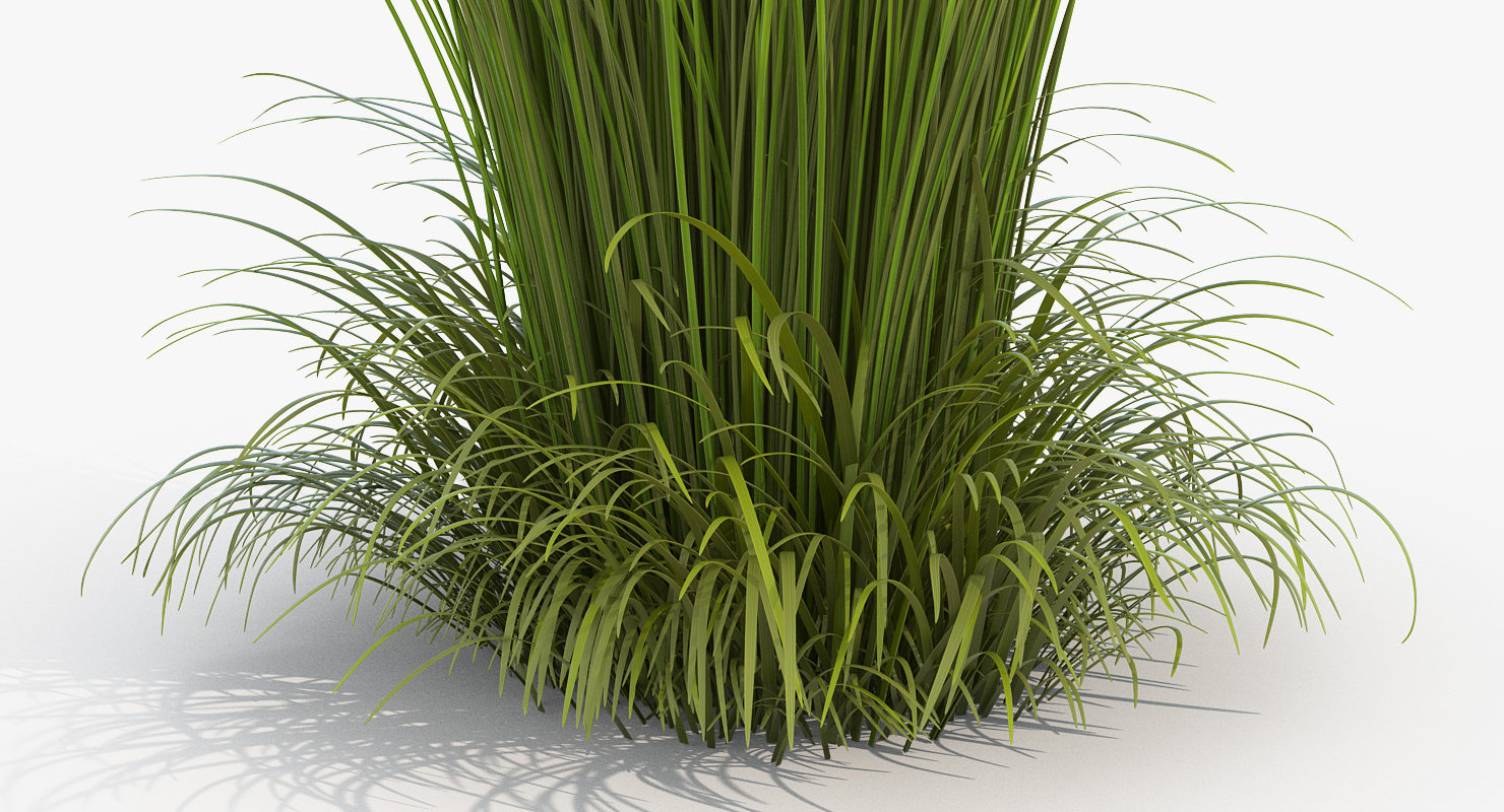 3D Calamagrostis Karl Foerster Grass model
