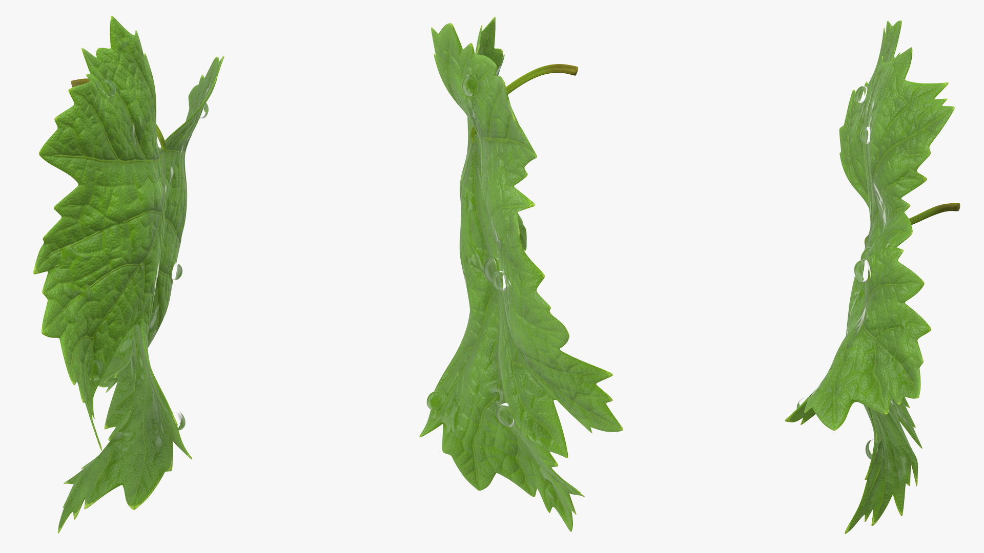 3D model Grape Leaf