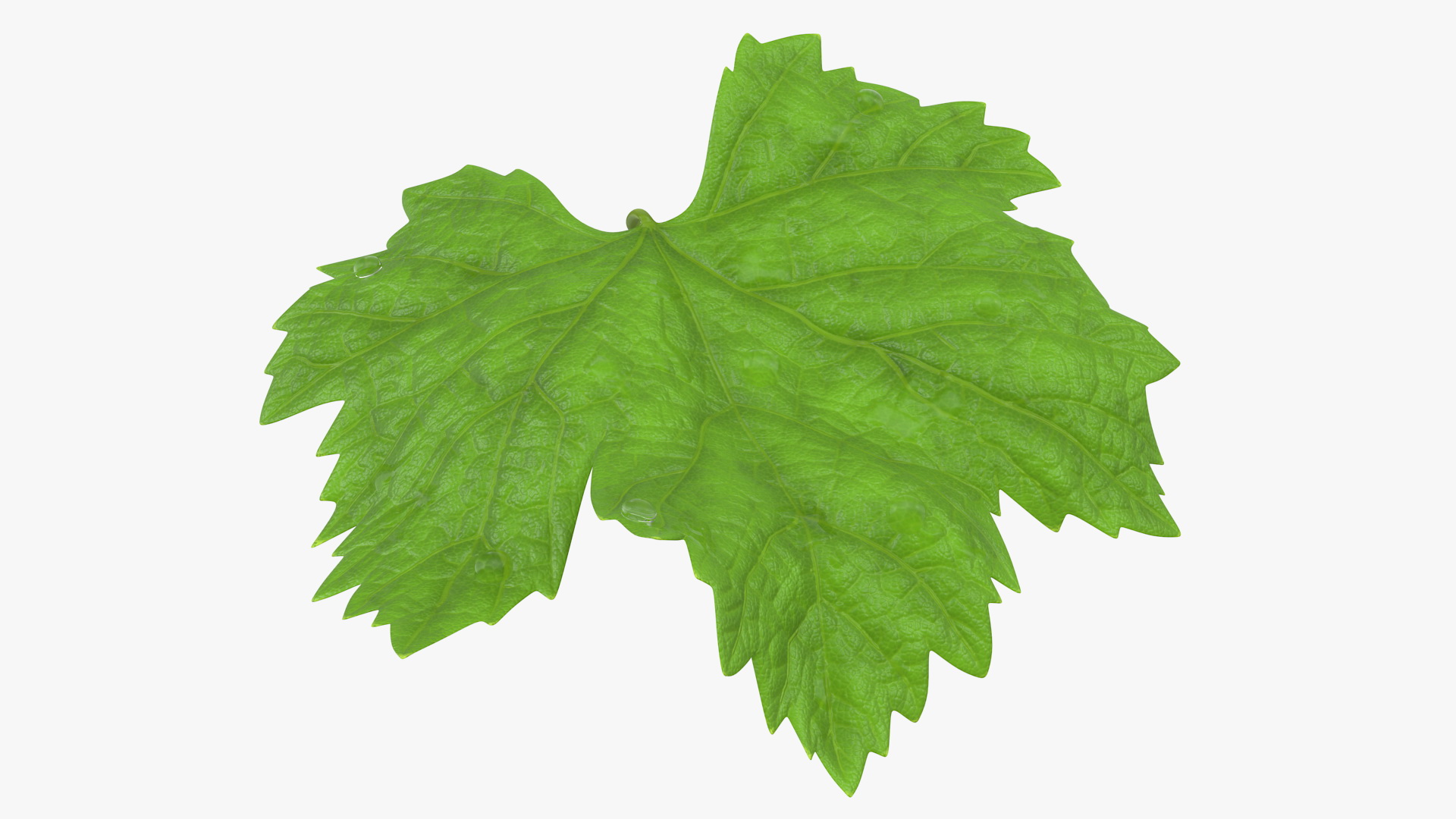 3D model Grape Leaf