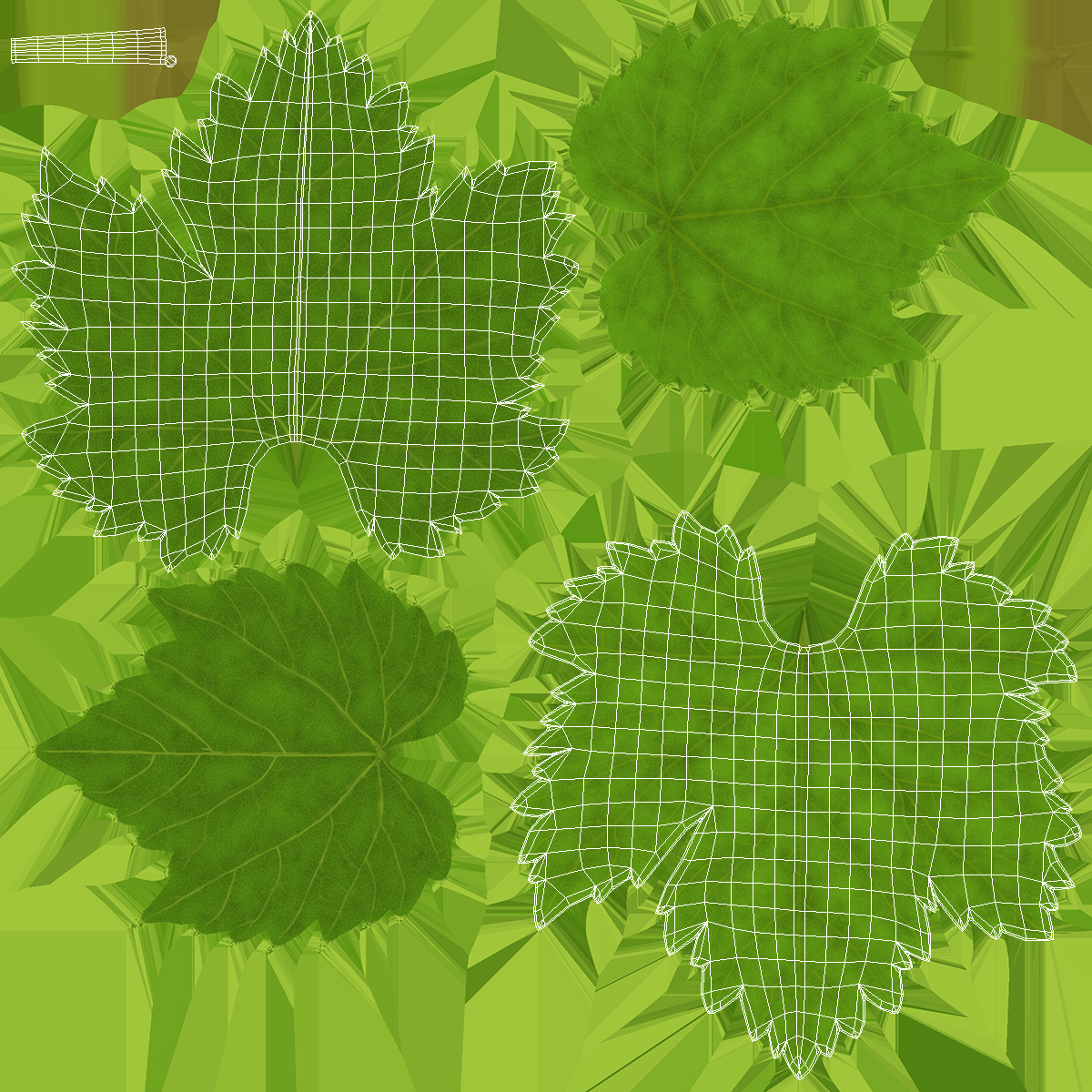 3D model Grape Leaf