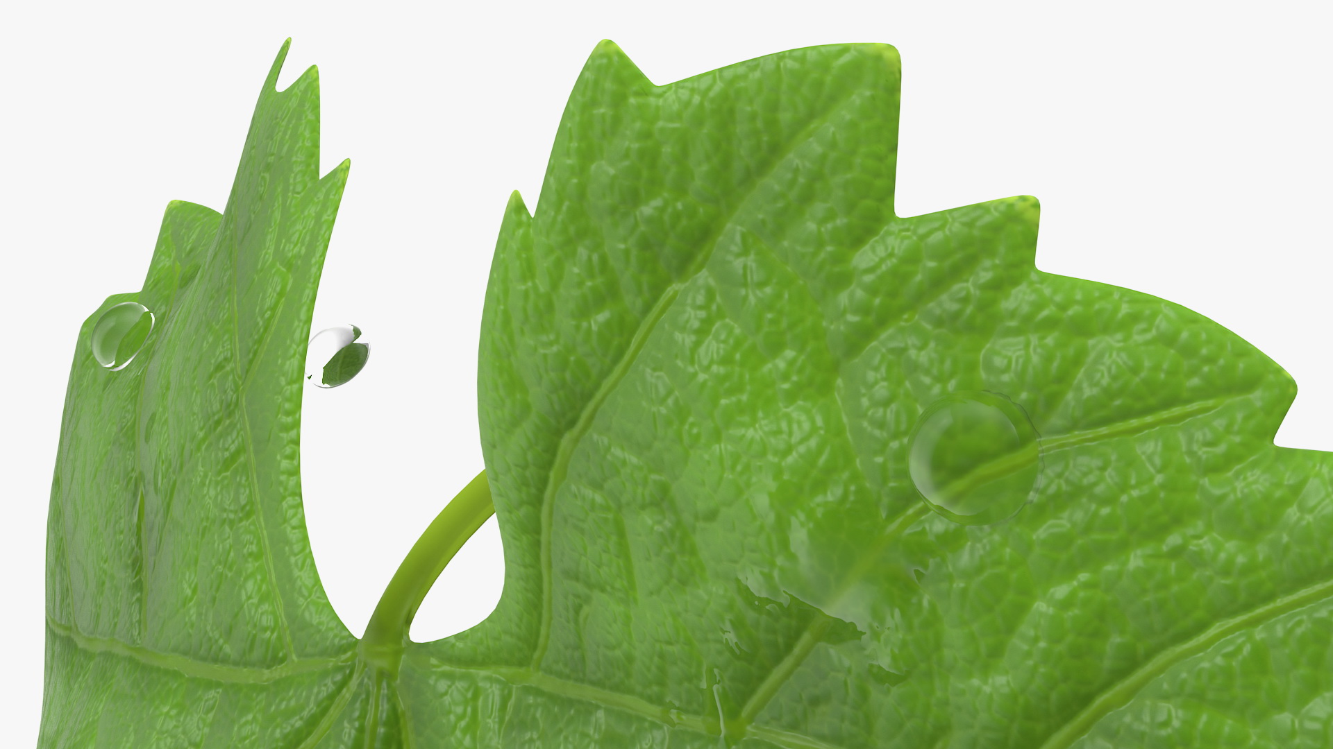 3D model Grape Leaf
