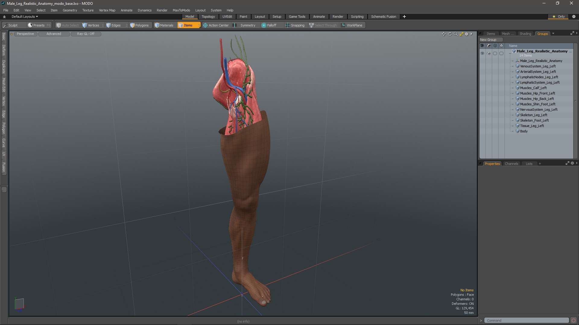3D Male Leg Realistic Anatomy