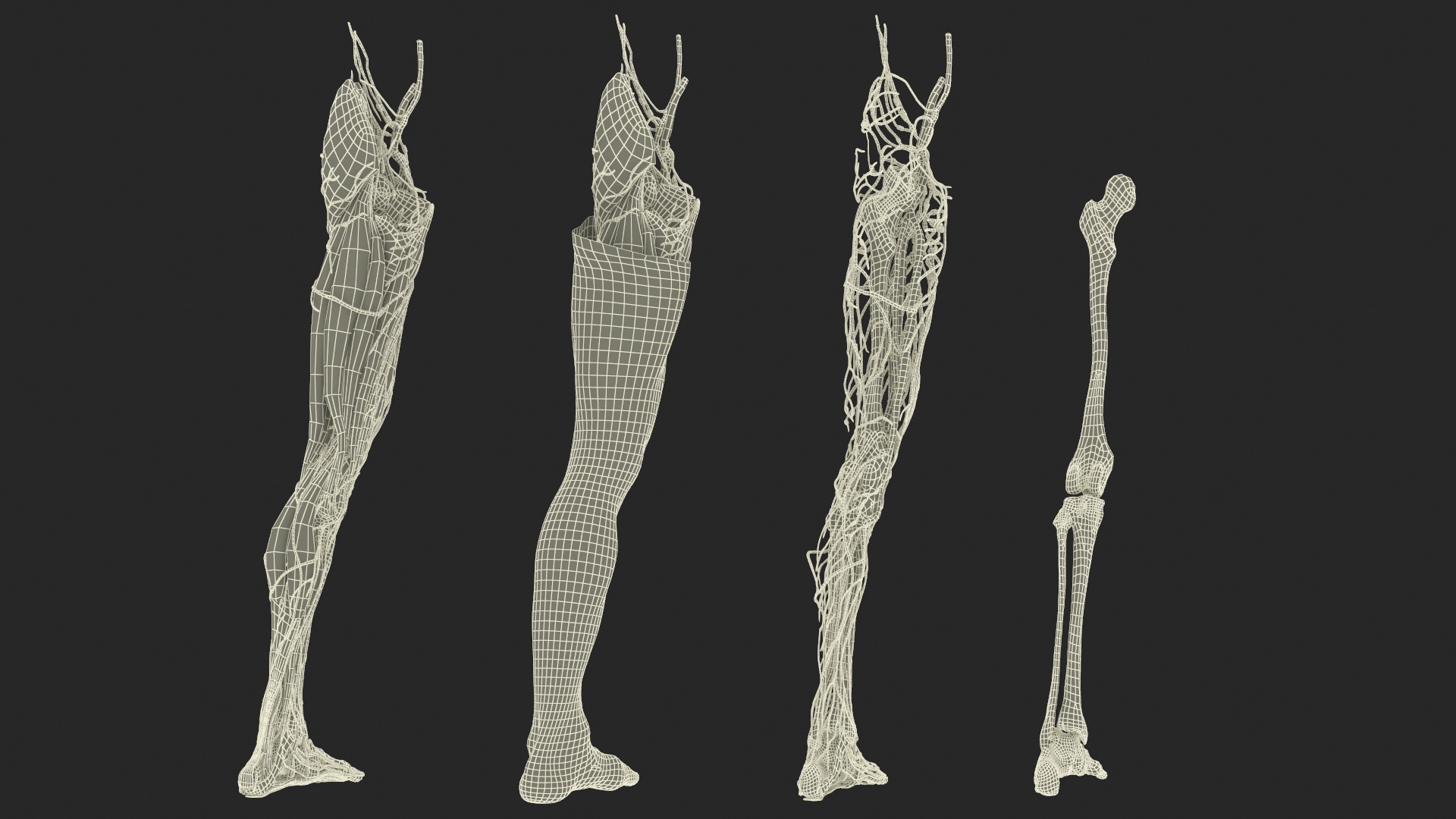 3D Male Leg Realistic Anatomy