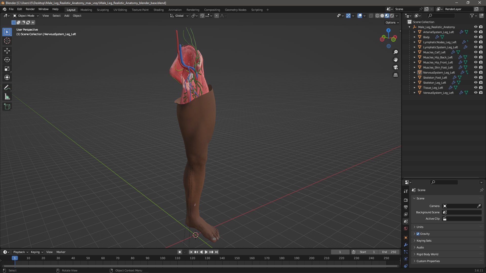 3D Male Leg Realistic Anatomy