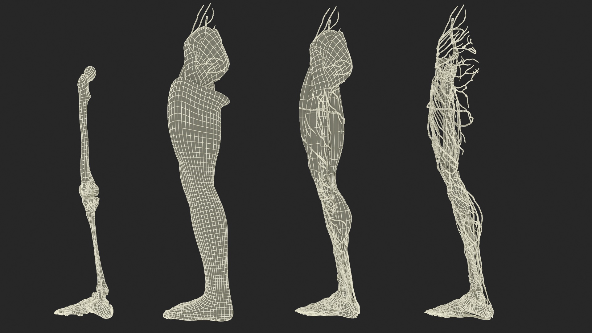 3D Male Leg Realistic Anatomy