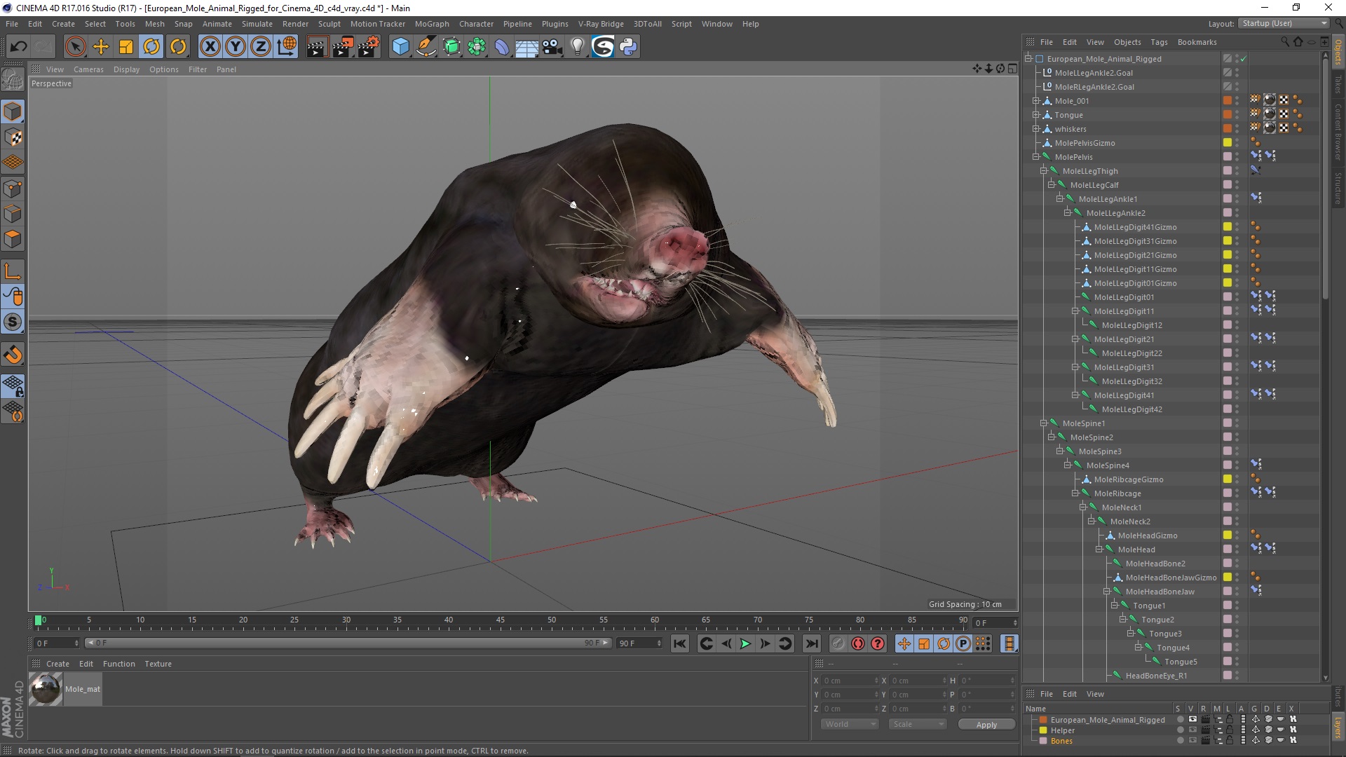 3D European Mole Animal Rigged for Cinema 4D