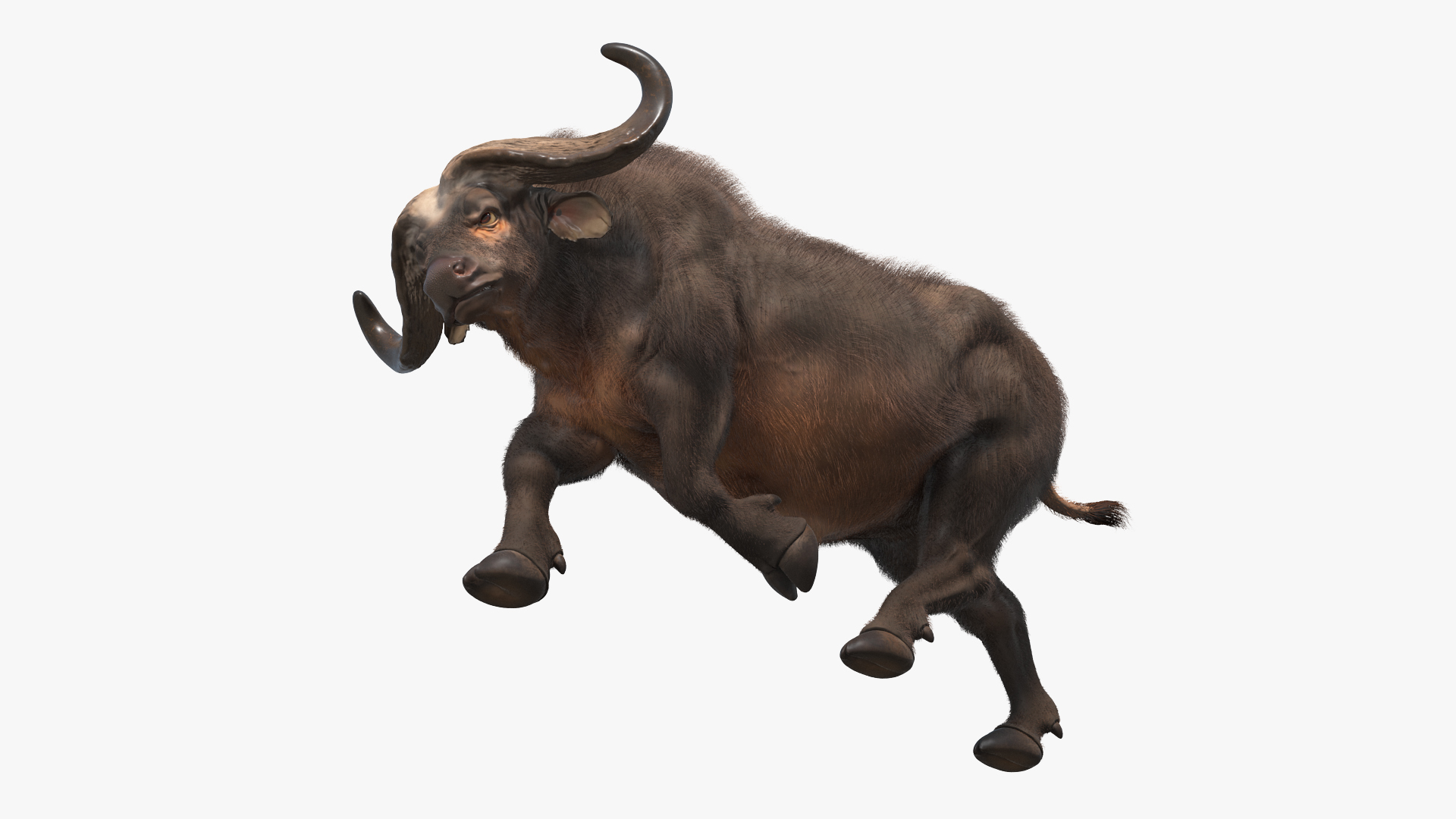 African Buffalo Attacking Pose with Fur 3D model