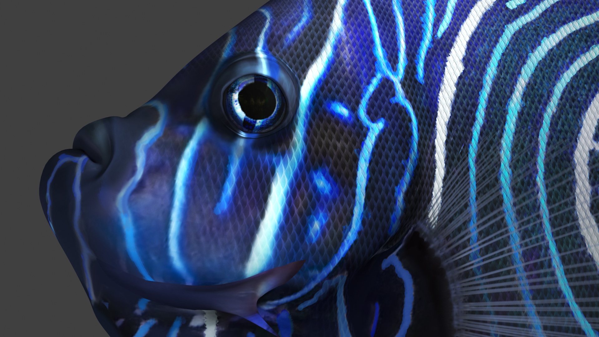 3D Pomacanthus Imperator Fish