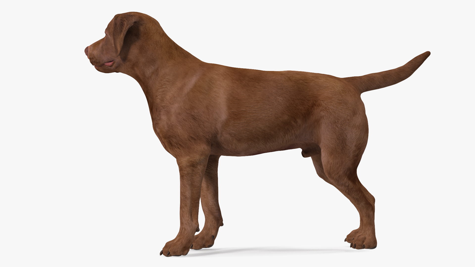 Labrador Dog Brown Standing 3D