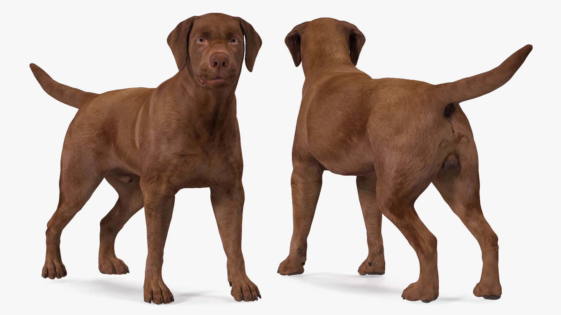 Labrador Dog Brown Standing 3D