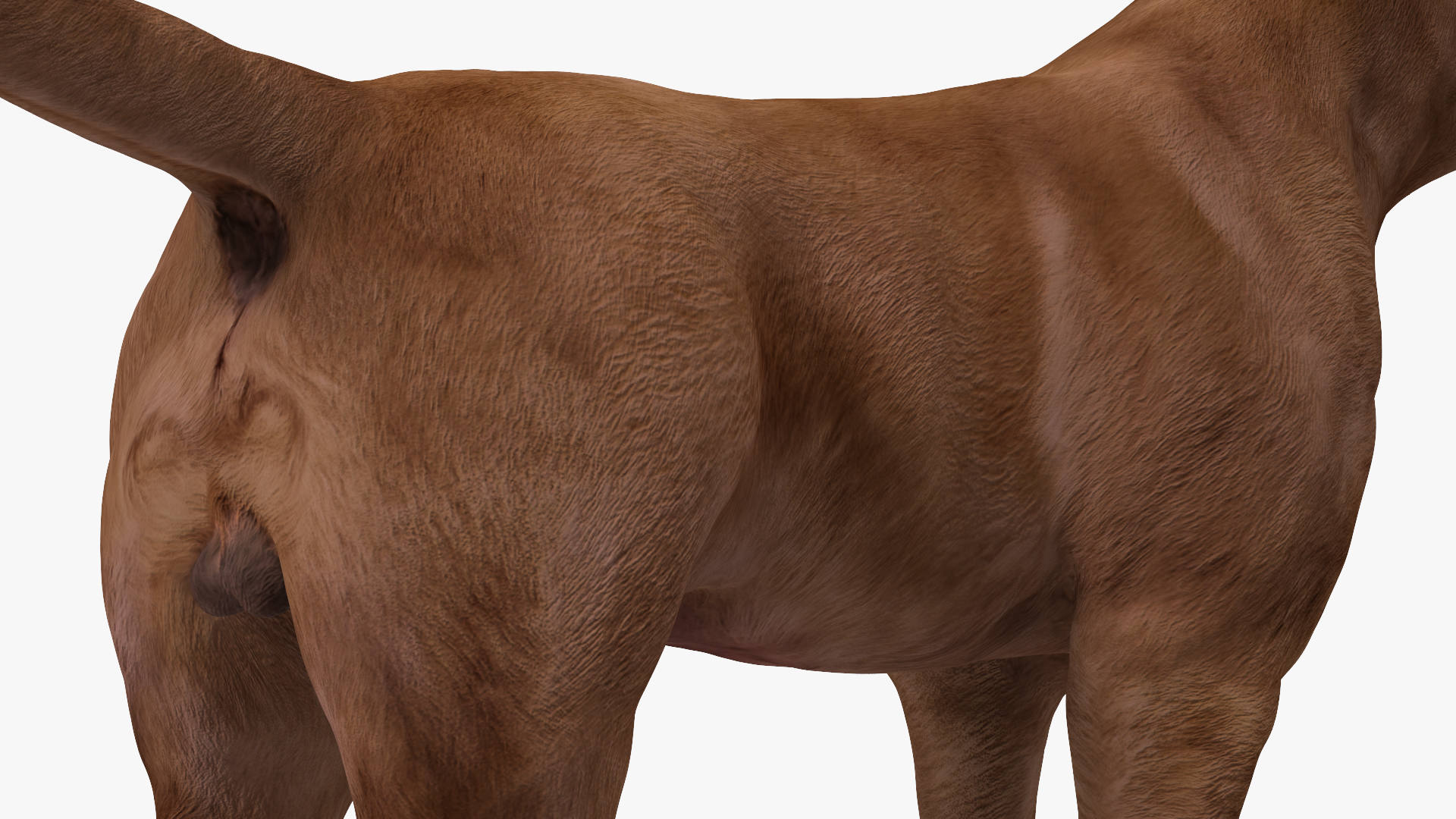 Labrador Dog Brown Standing 3D
