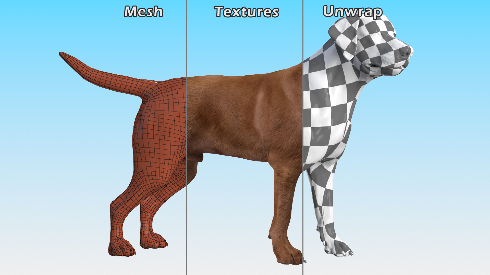 Labrador Dog Brown Standing 3D