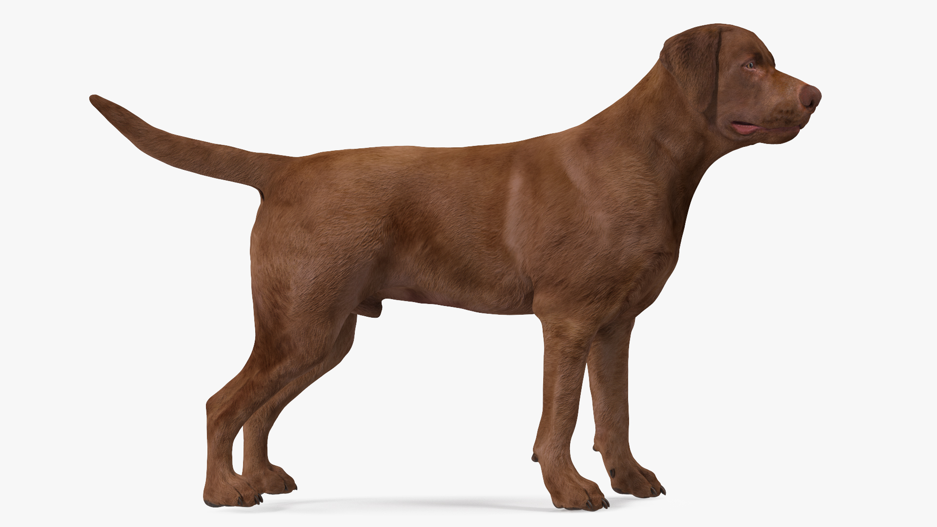 Labrador Dog Brown Standing 3D