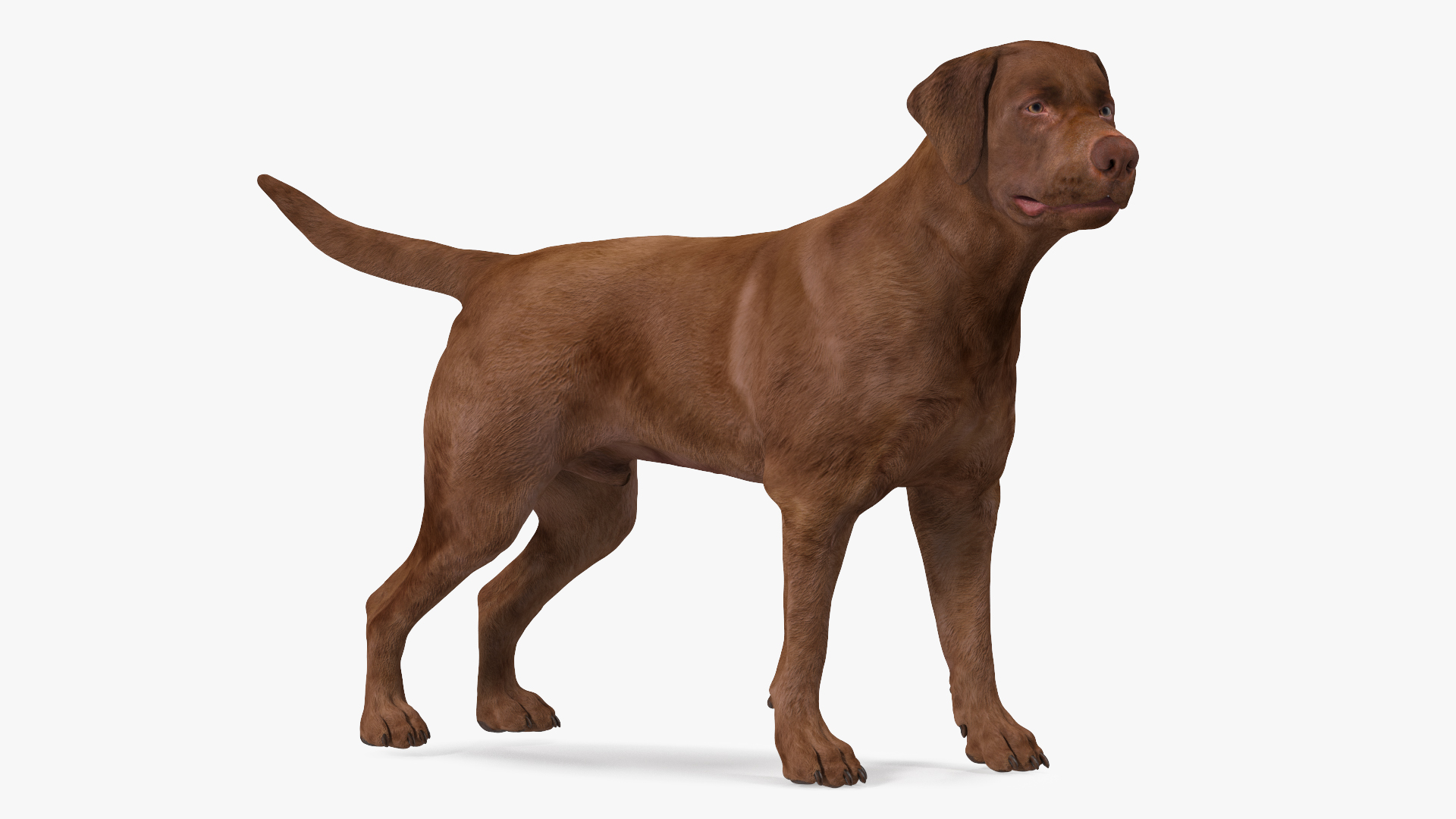 Labrador Dog Brown Standing 3D