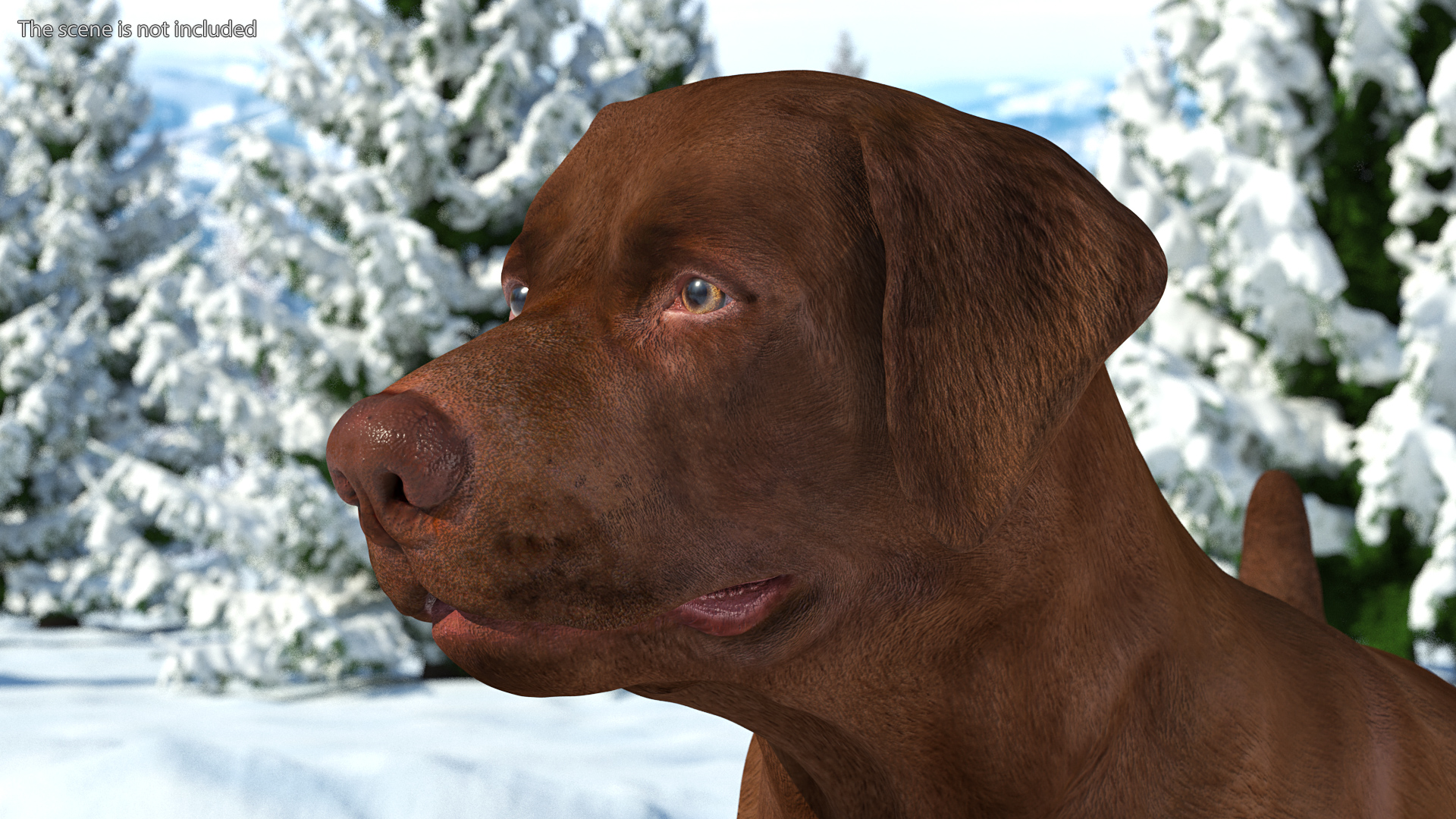 Labrador Dog Brown Standing 3D