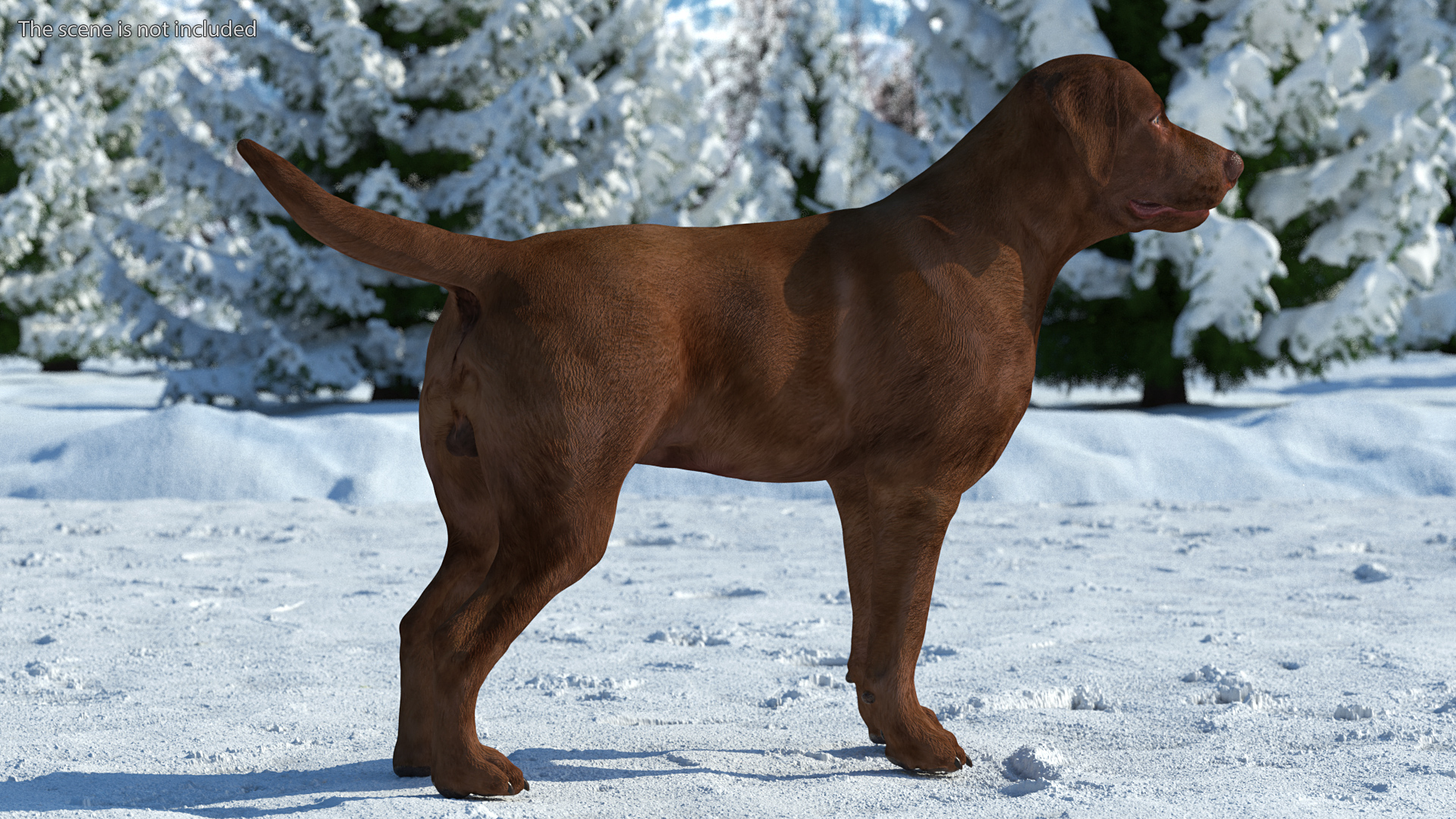 Labrador Dog Brown Standing 3D