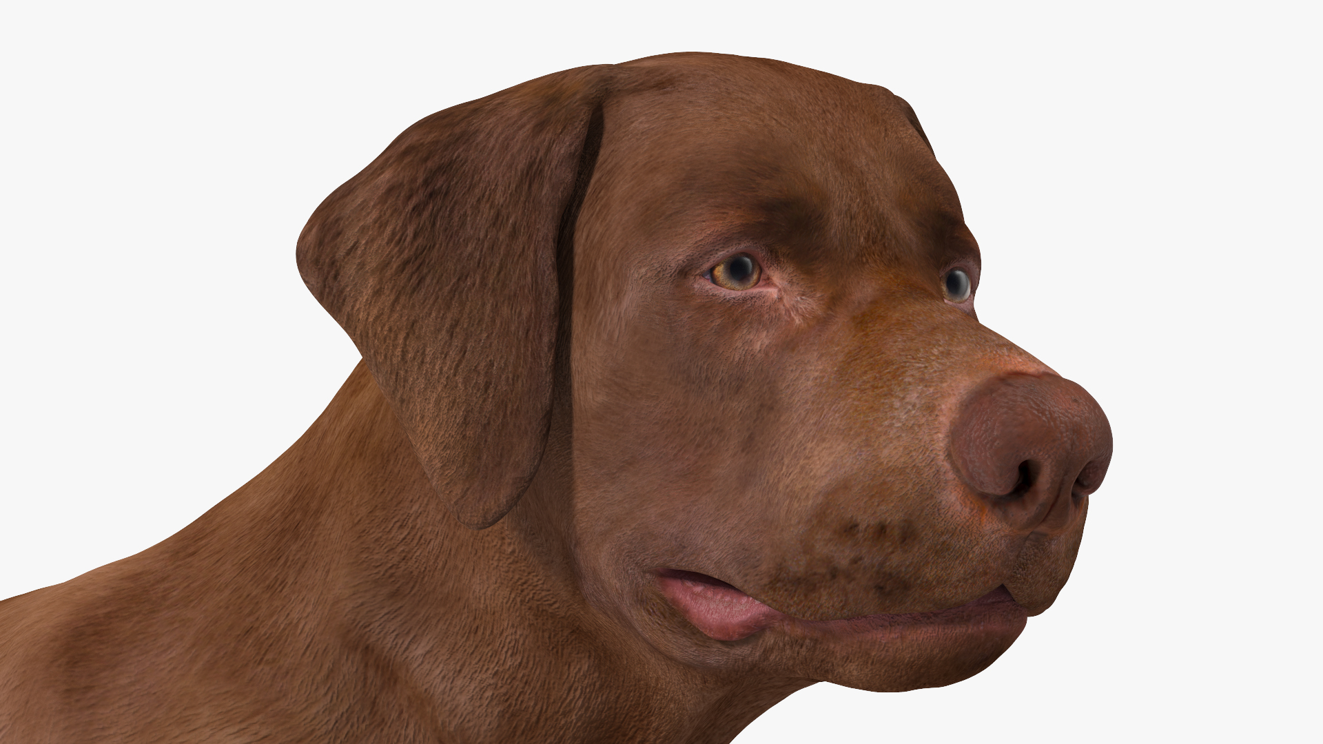Labrador Dog Brown Standing 3D