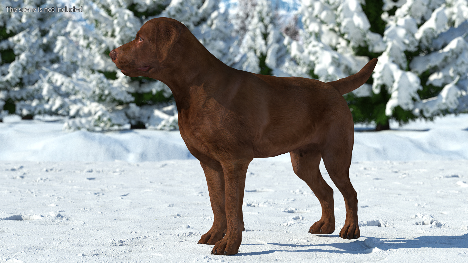 Labrador Dog Brown Standing 3D