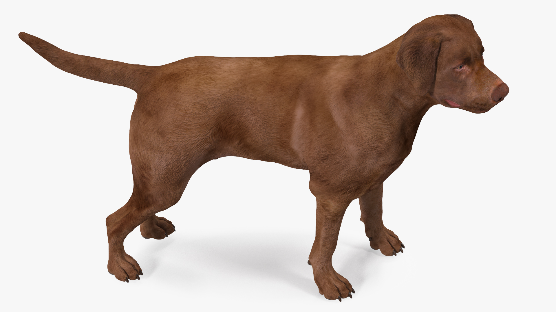 Labrador Dog Brown Standing 3D