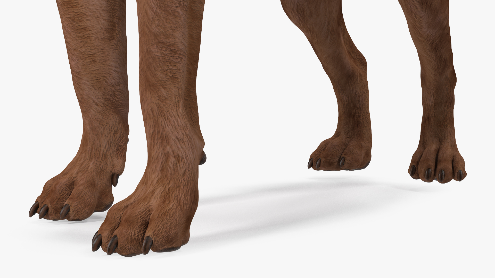 Labrador Dog Brown Standing 3D