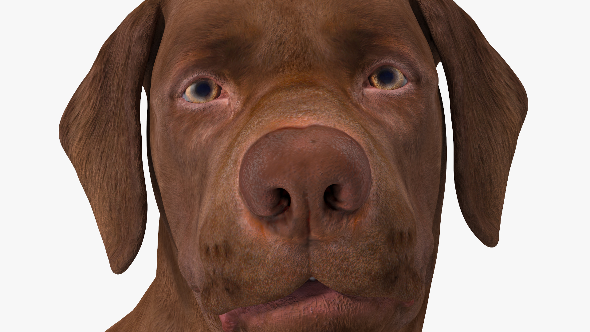 Labrador Dog Brown Standing 3D