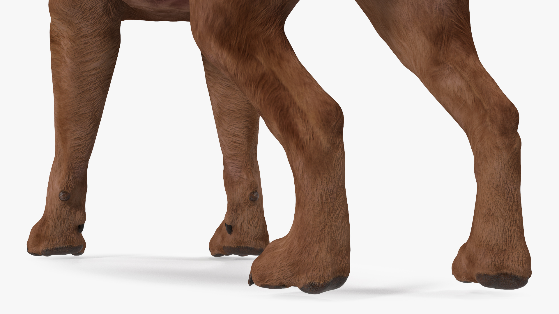 Labrador Dog Brown Standing 3D