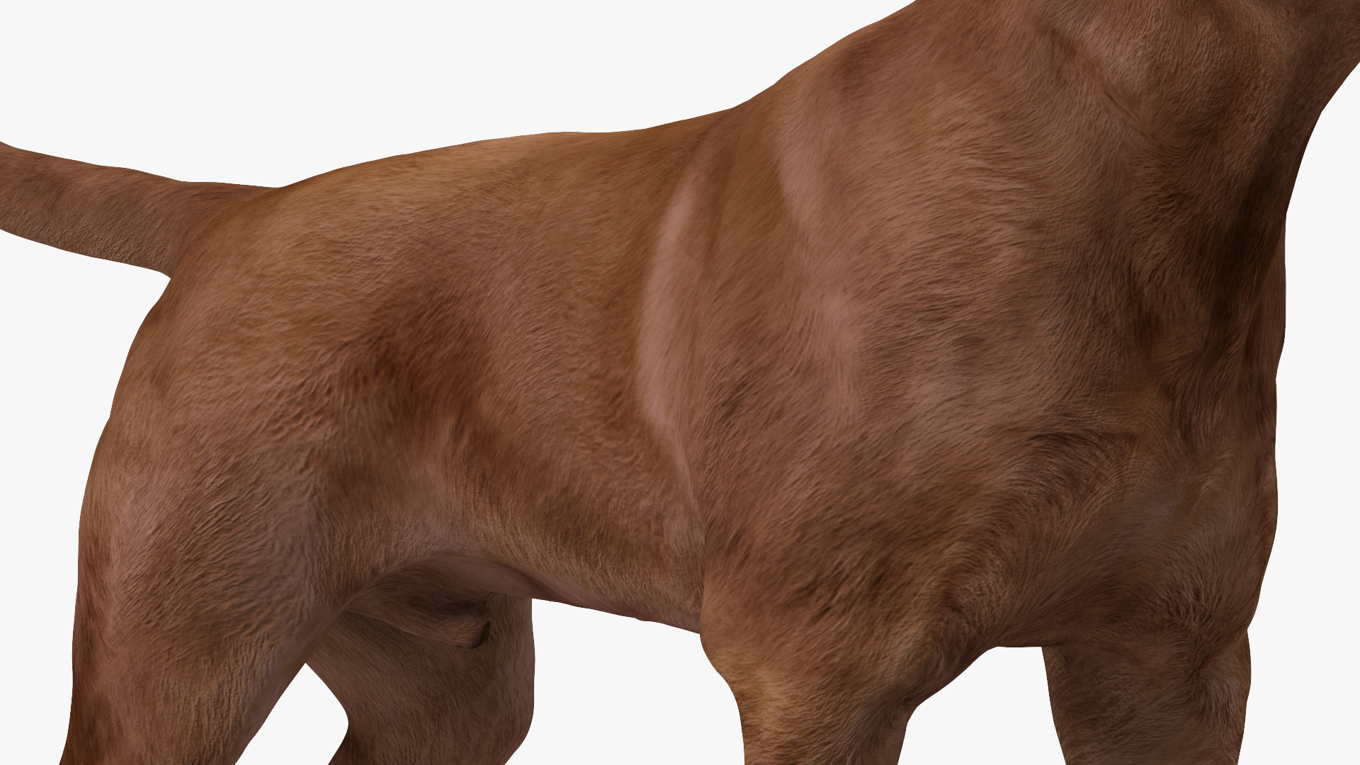 Labrador Dog Brown Standing 3D