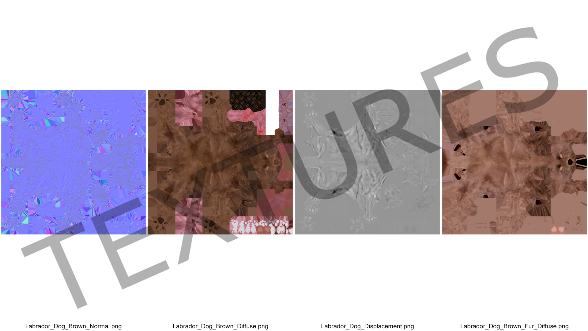Labrador Dog Brown Standing 3D