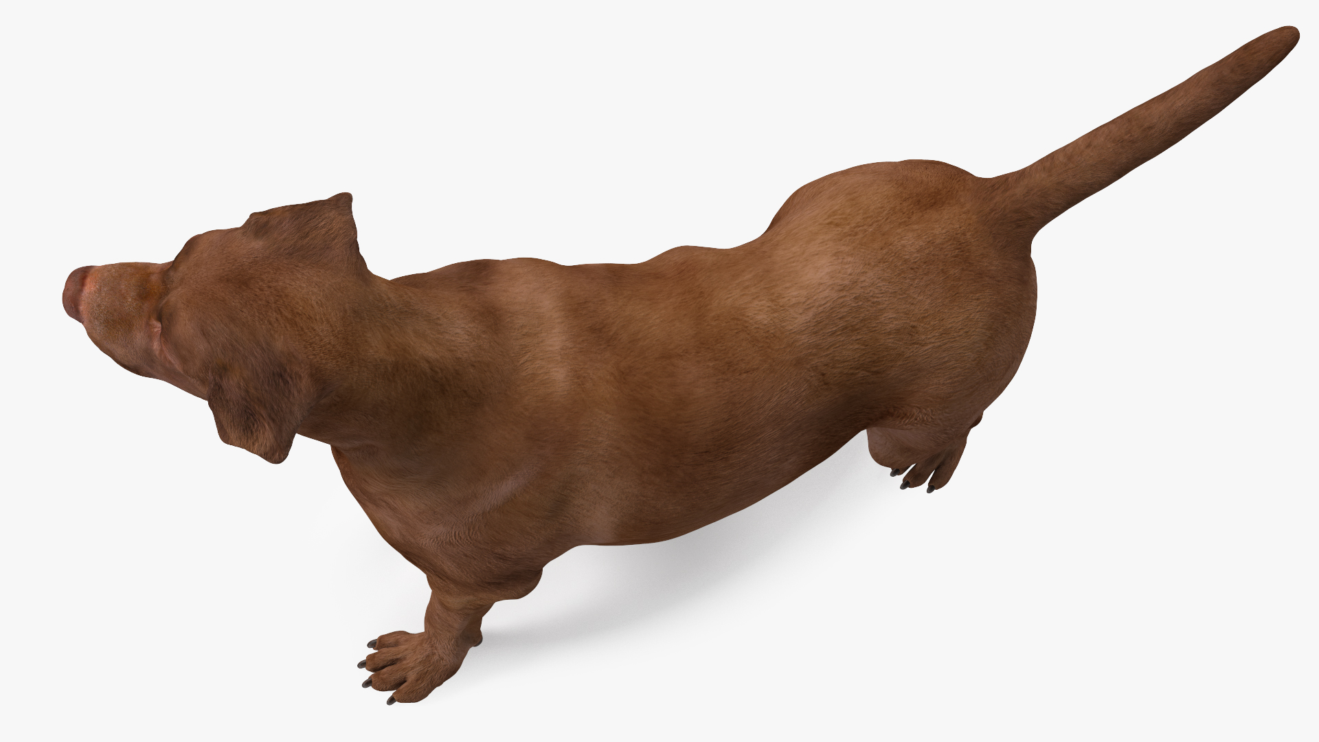 Labrador Dog Brown Standing 3D