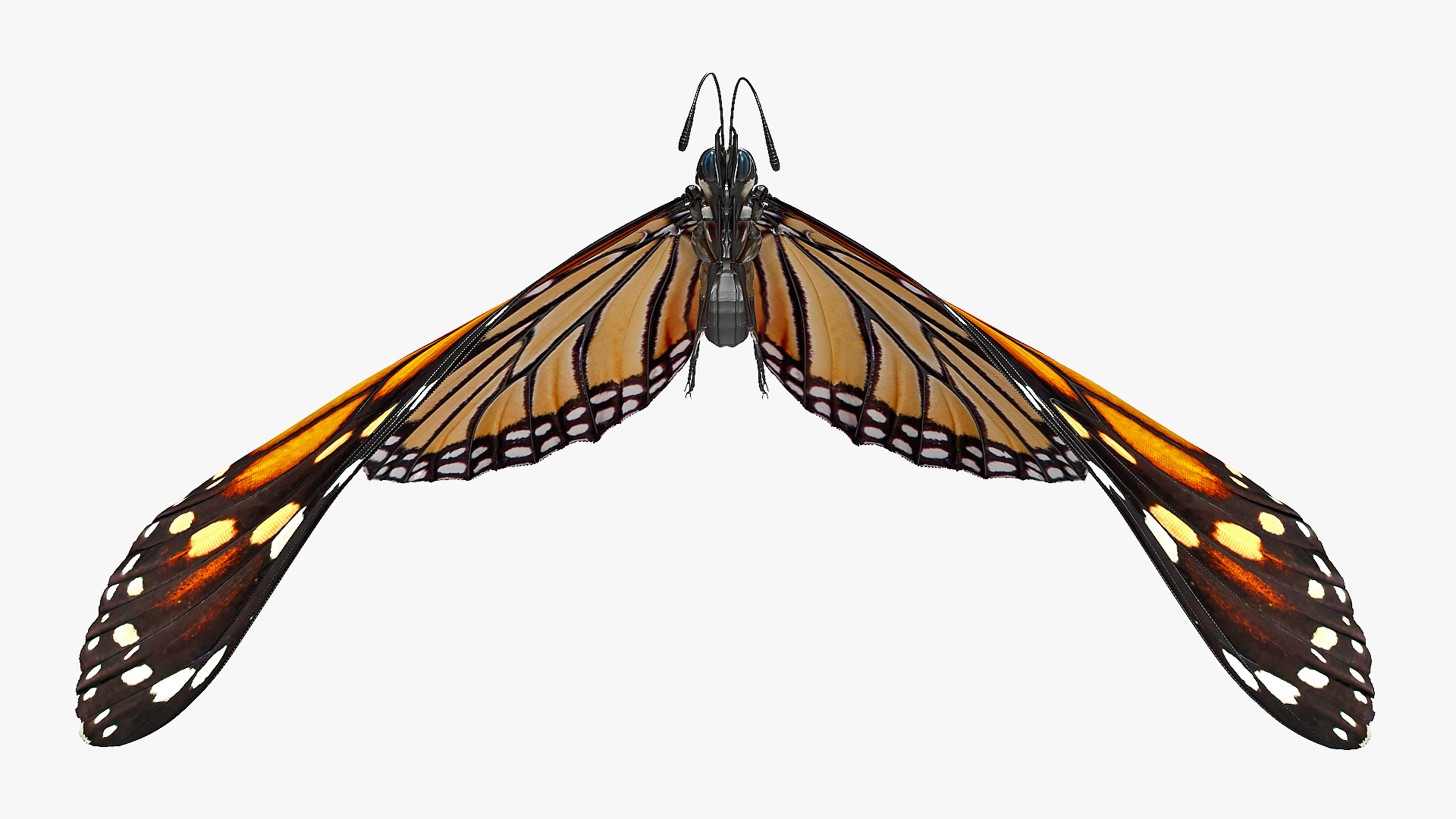 3D model Animated Flying Monarch Butterfly Rigged