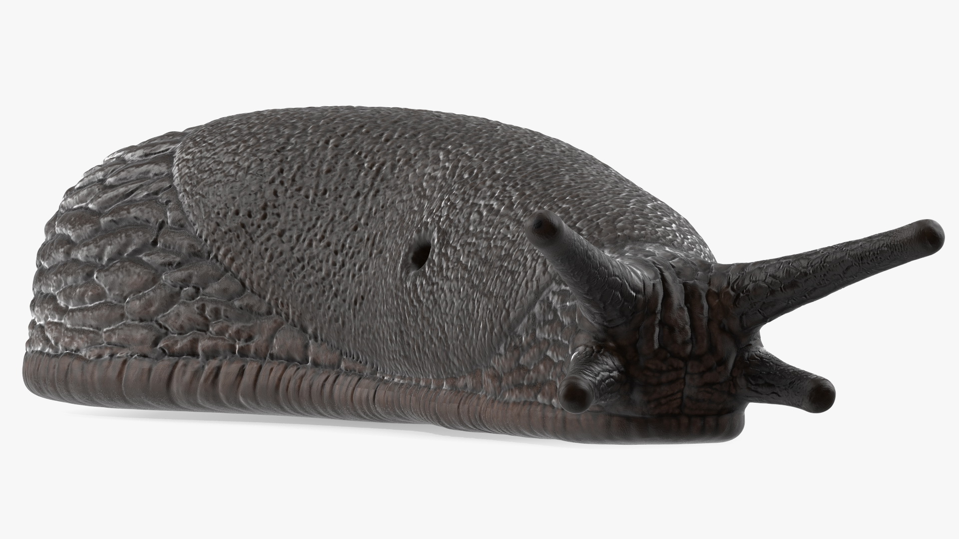 3D Black Garden Slug Crawling
