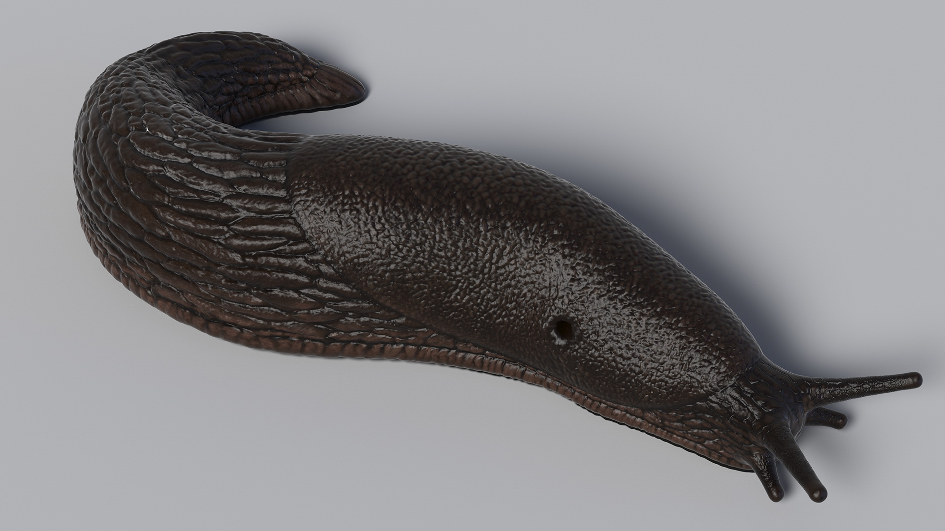 3D Black Garden Slug Crawling