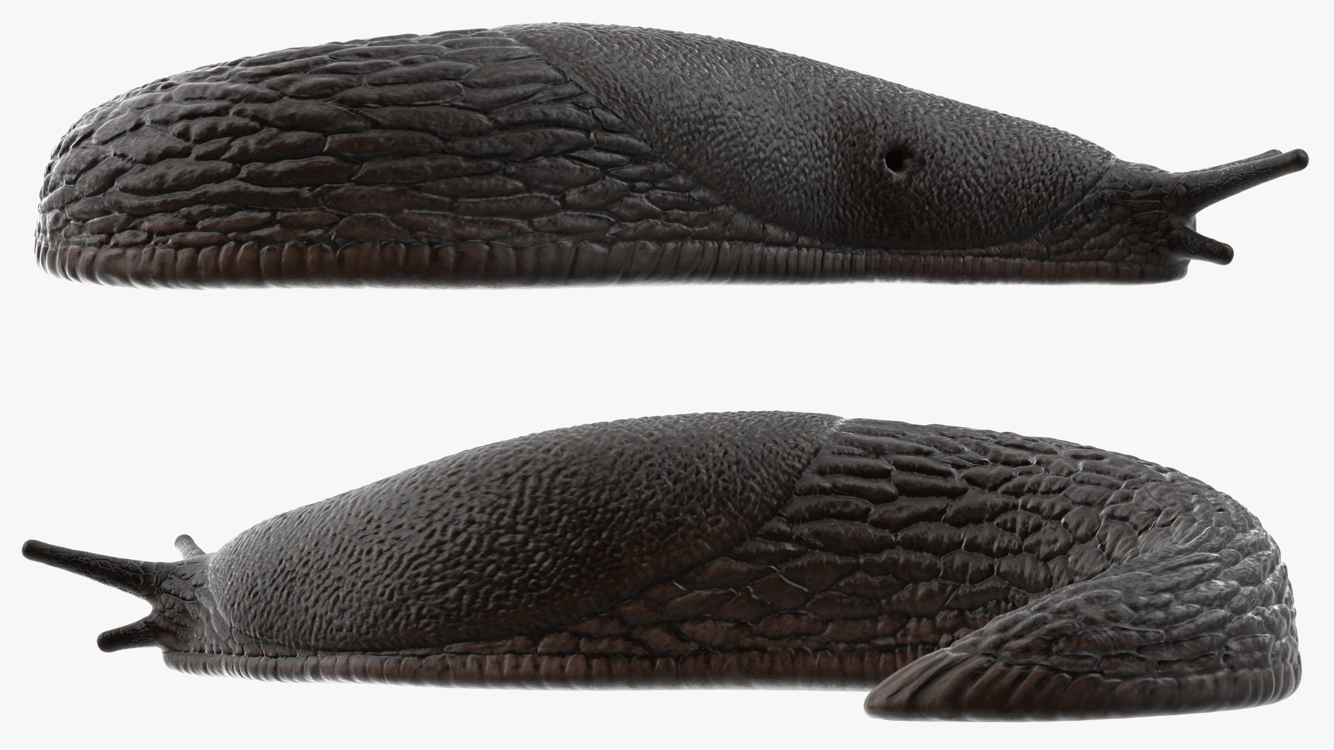 3D Black Garden Slug Crawling