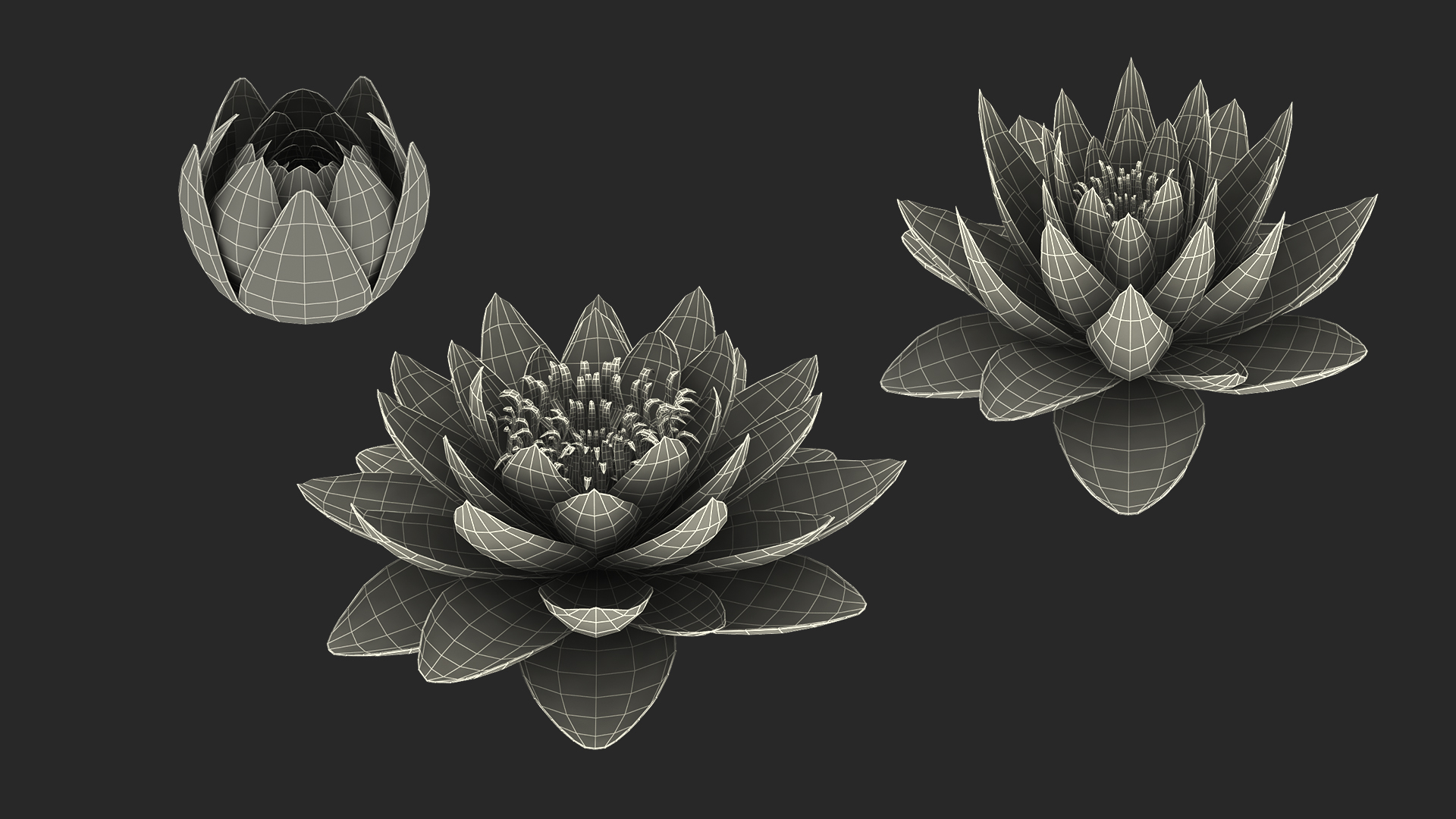 3D European White Water Lily Nymphaea Alba Set model