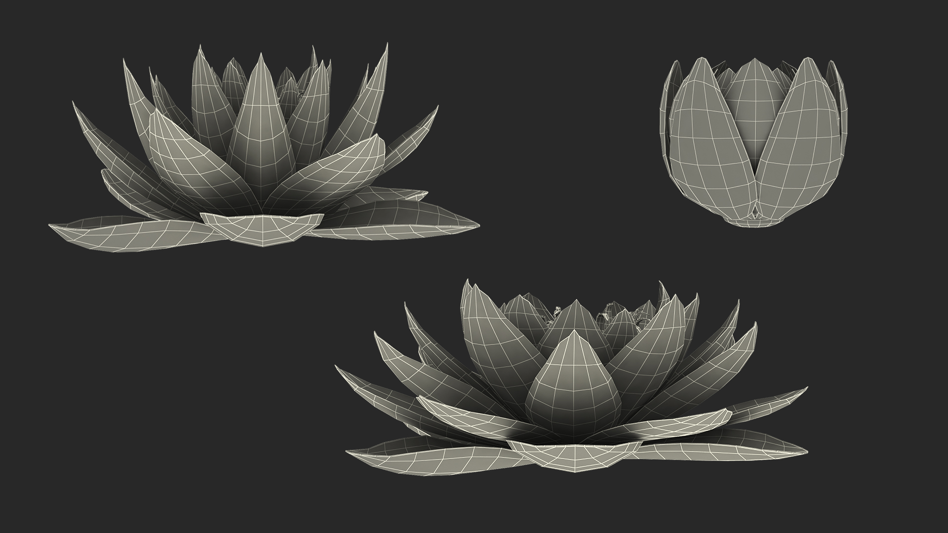 3D European White Water Lily Nymphaea Alba Set model