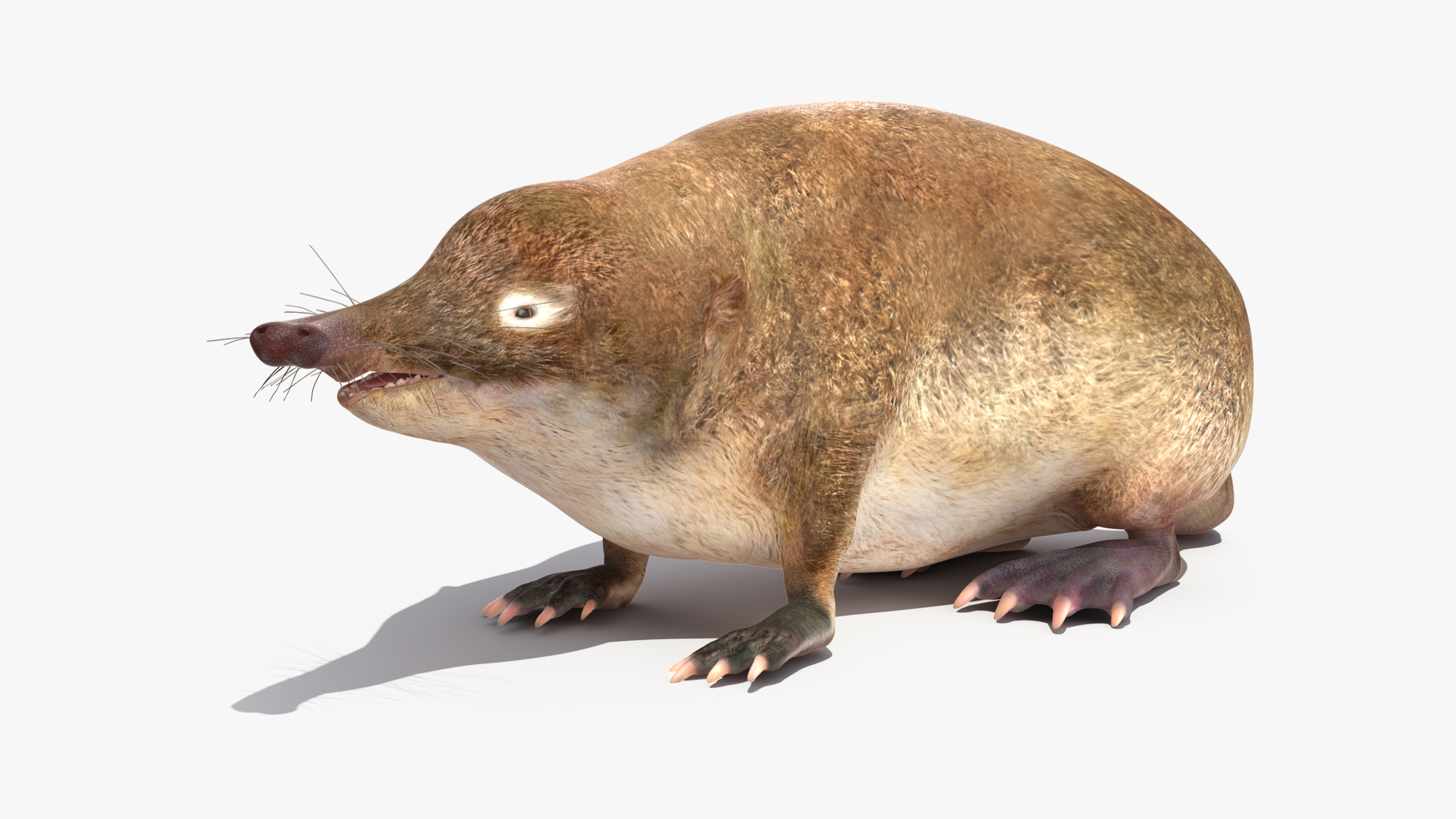 Desmana Moschata Rigged for Maya 3D
